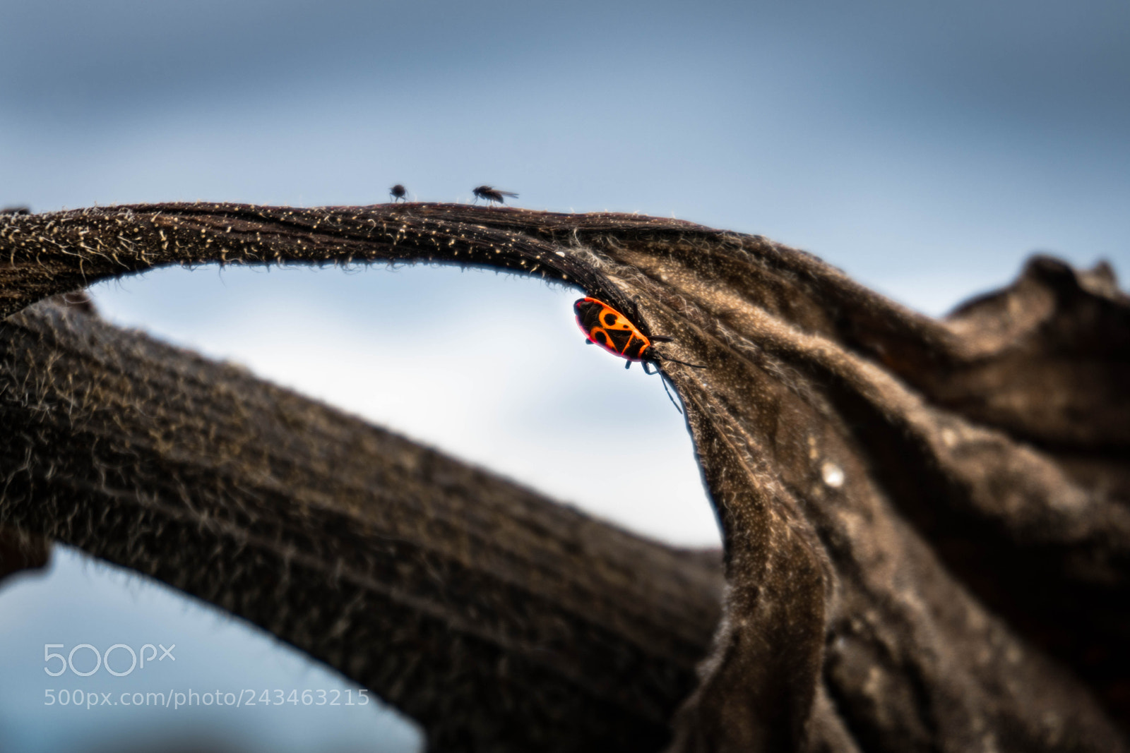 Sony a6300 sample photo. Hello, little red bug photography
