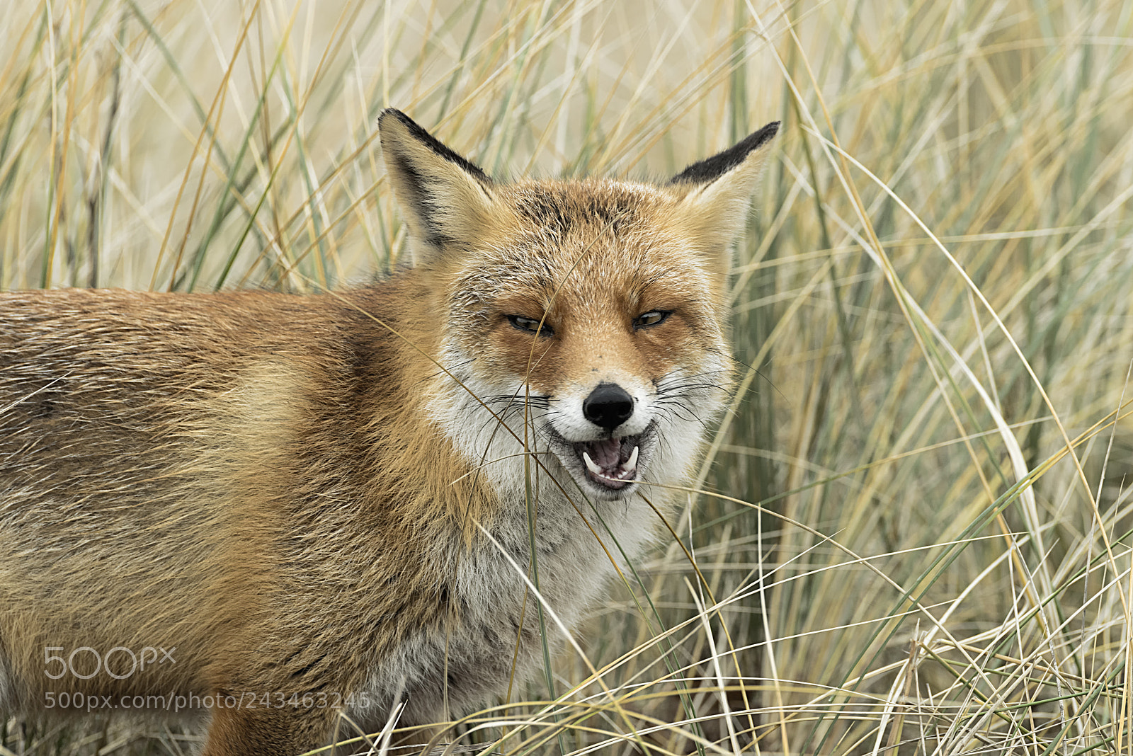 Pentax K-1 sample photo. Fox photography