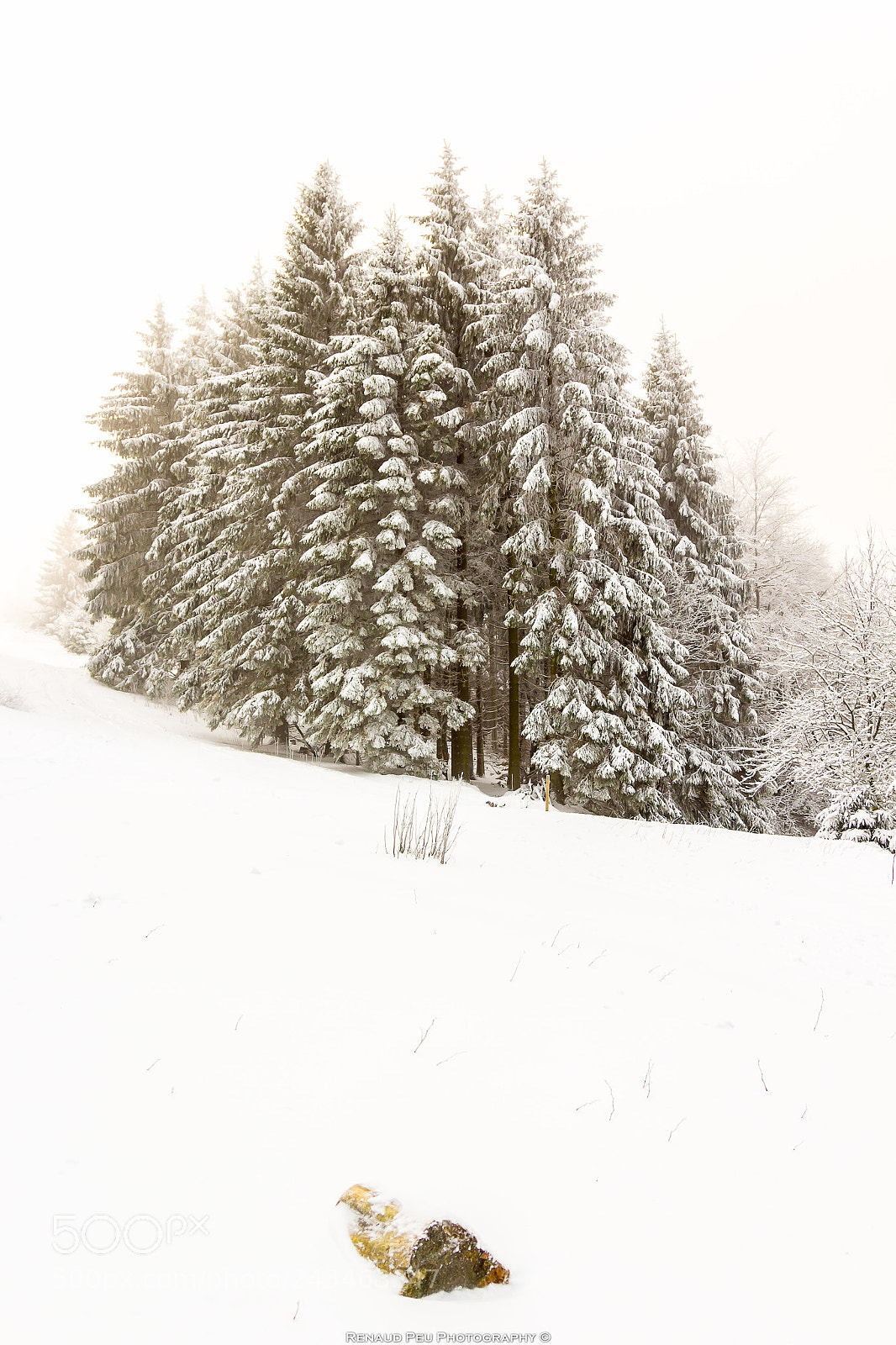 Canon EOS 60D sample photo. Taunus all white photography