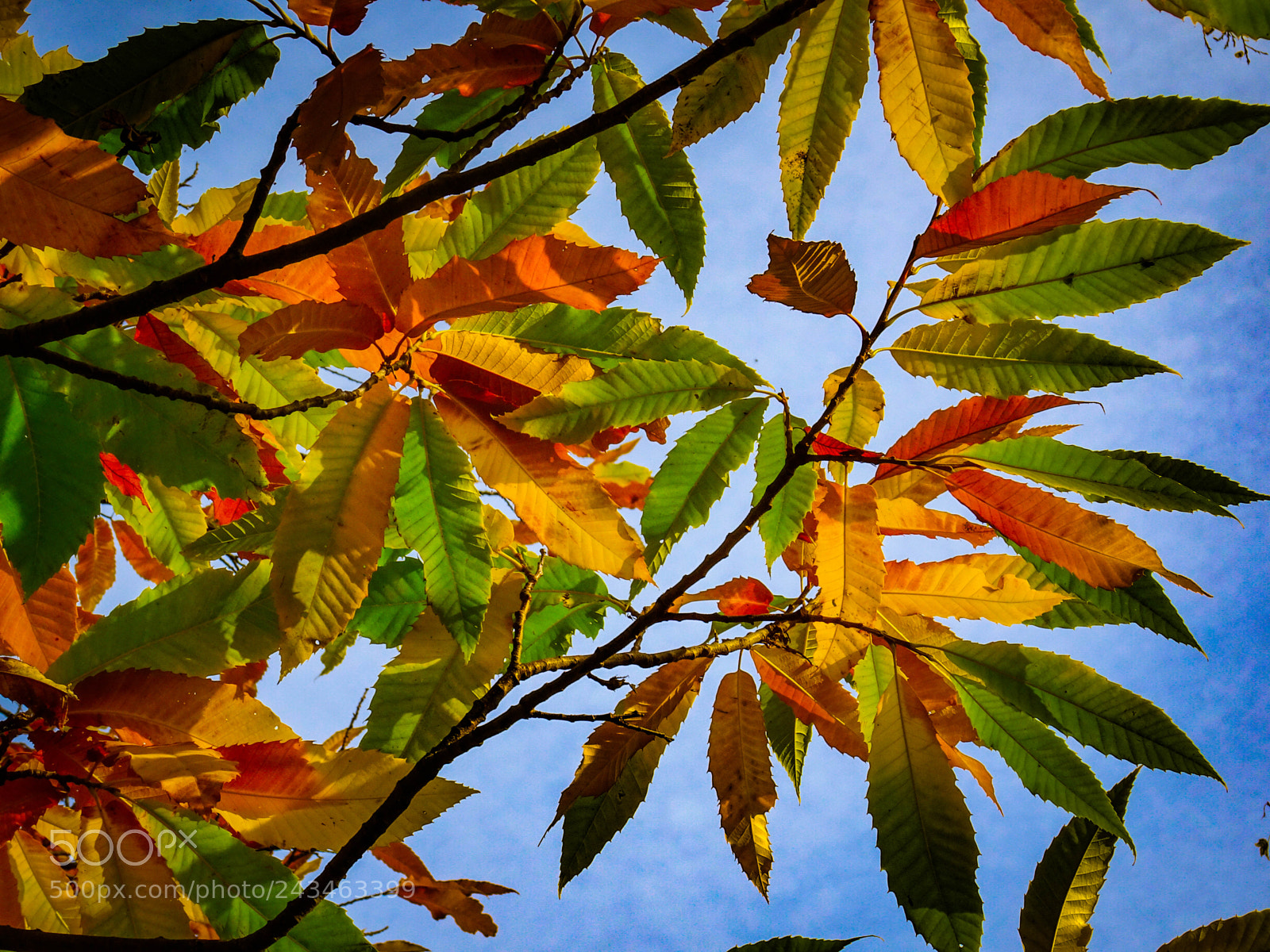 Sony Cyber-shot DSC-HX90V sample photo. Autumn leafs photography