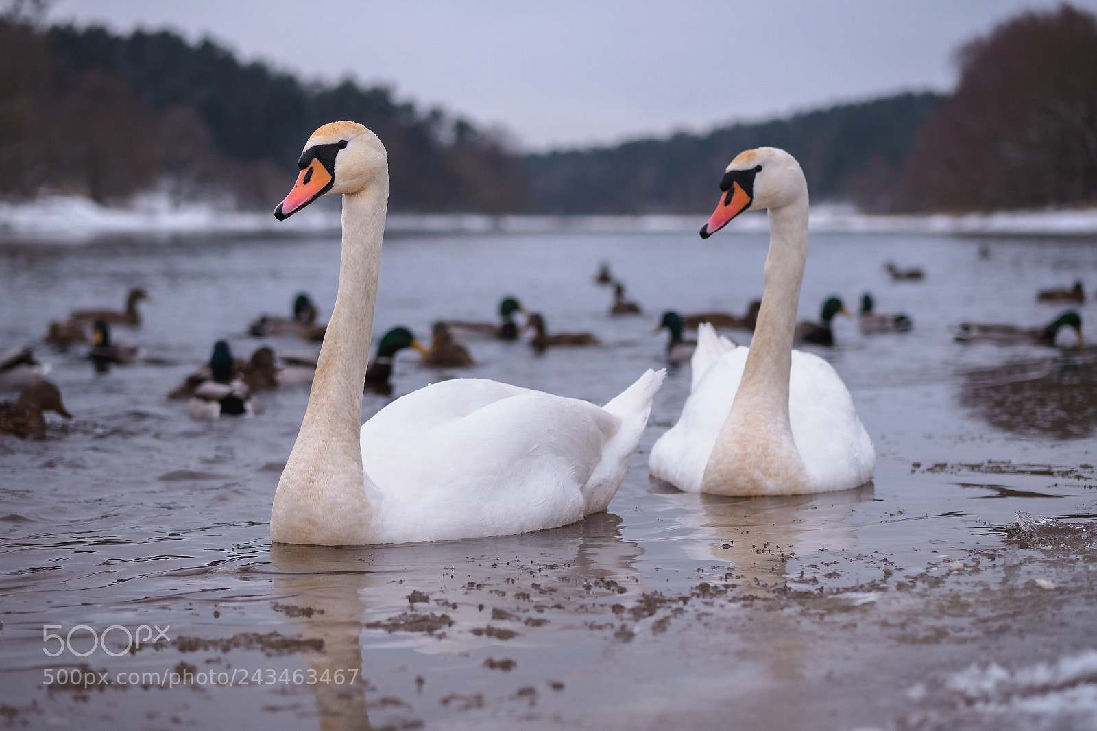 Panasonic Lumix DMC-G6 sample photo. A pair of swans photography