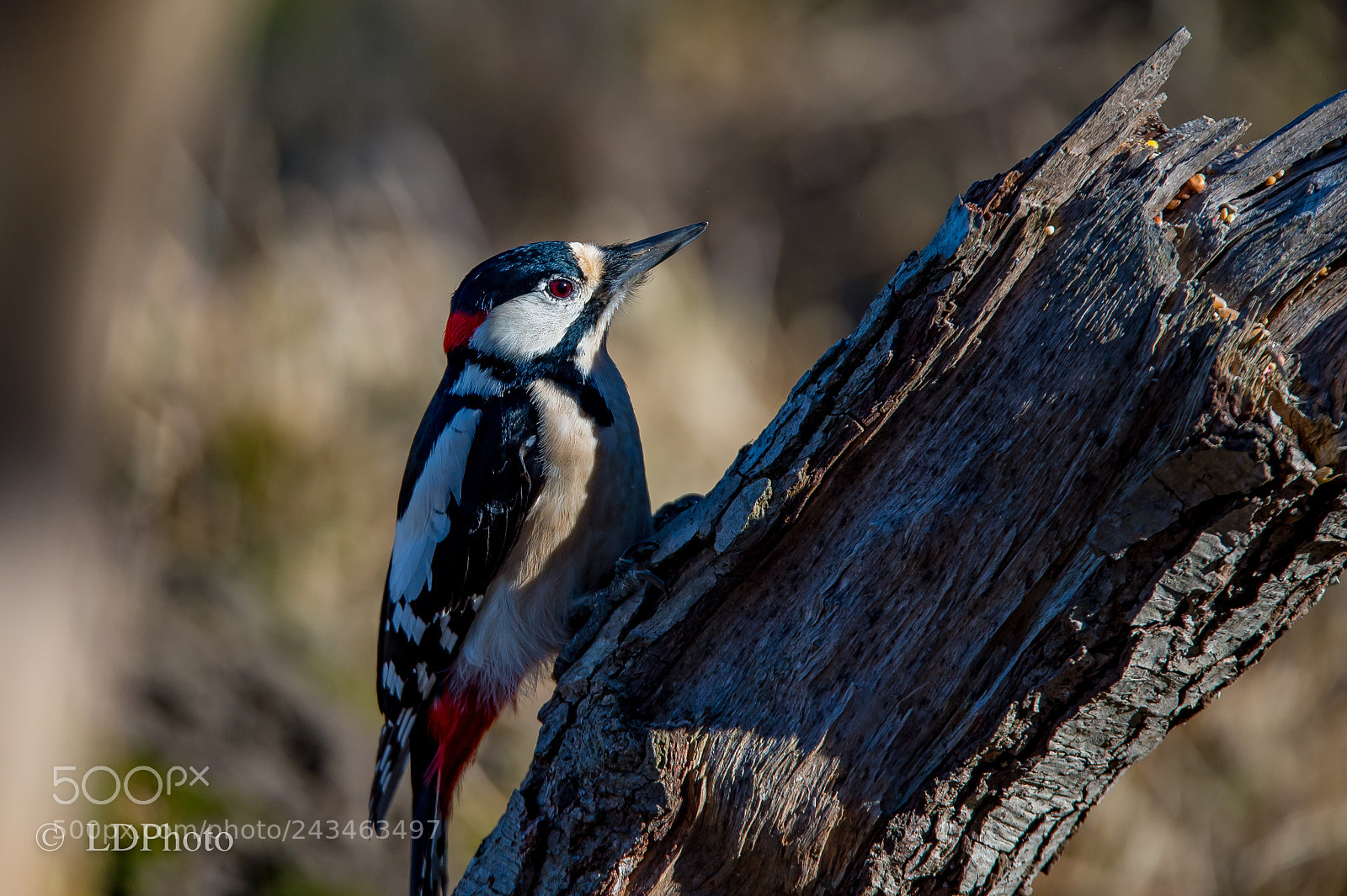 Nikon D4 sample photo. Red woodpecker (dendrocopos major) photography