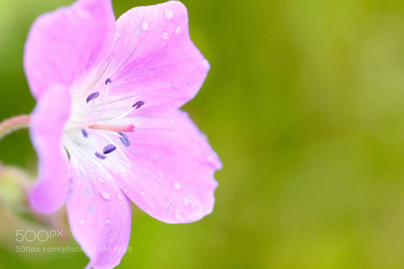Canon EOS 1100D (EOS Rebel T3 / EOS Kiss X50) sample photo. Purple rain photography