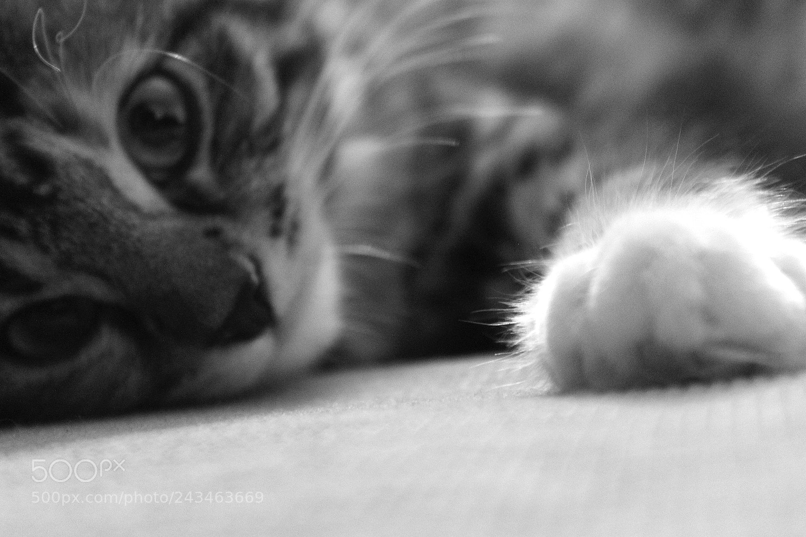 Canon EOS 1100D (EOS Rebel T3 / EOS Kiss X50) sample photo. Kitten photography