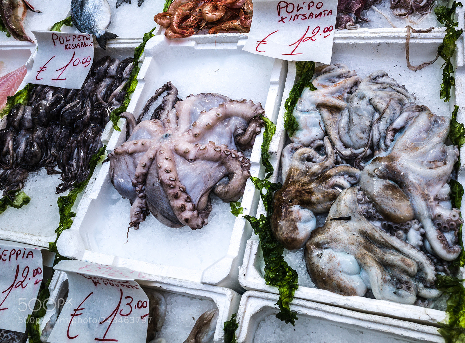Leica M9 sample photo. Octopus  at market photography