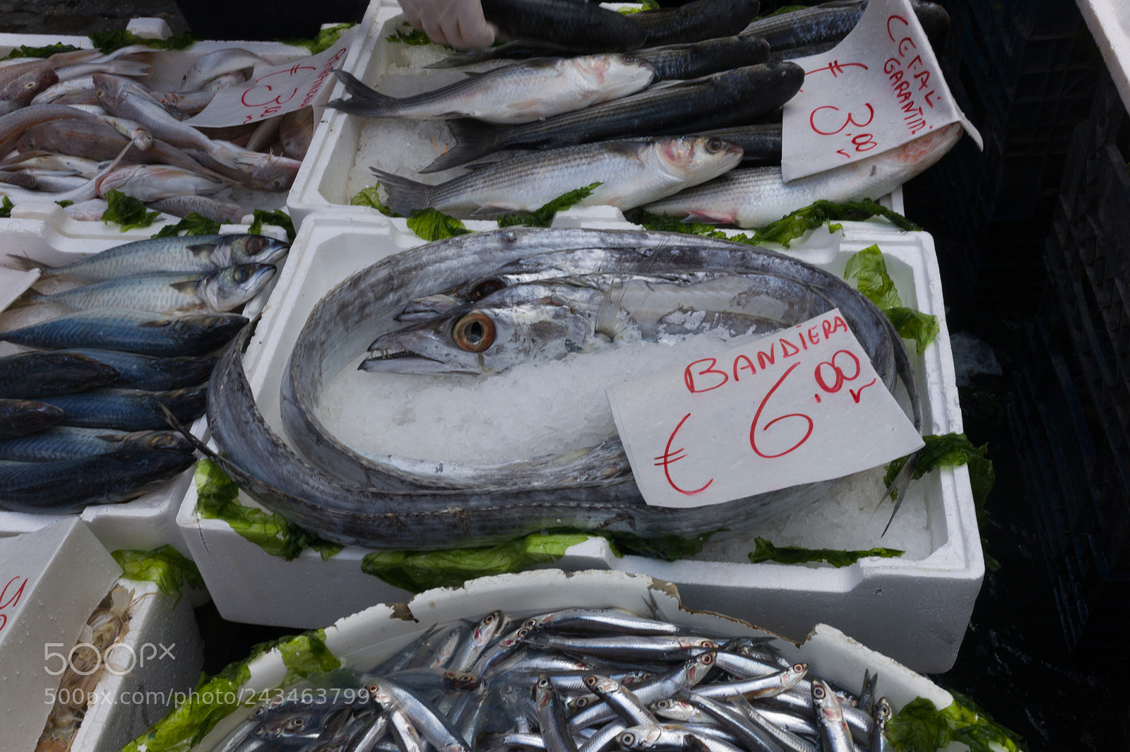 Leica M9 sample photo. Fish exposed  at market photography