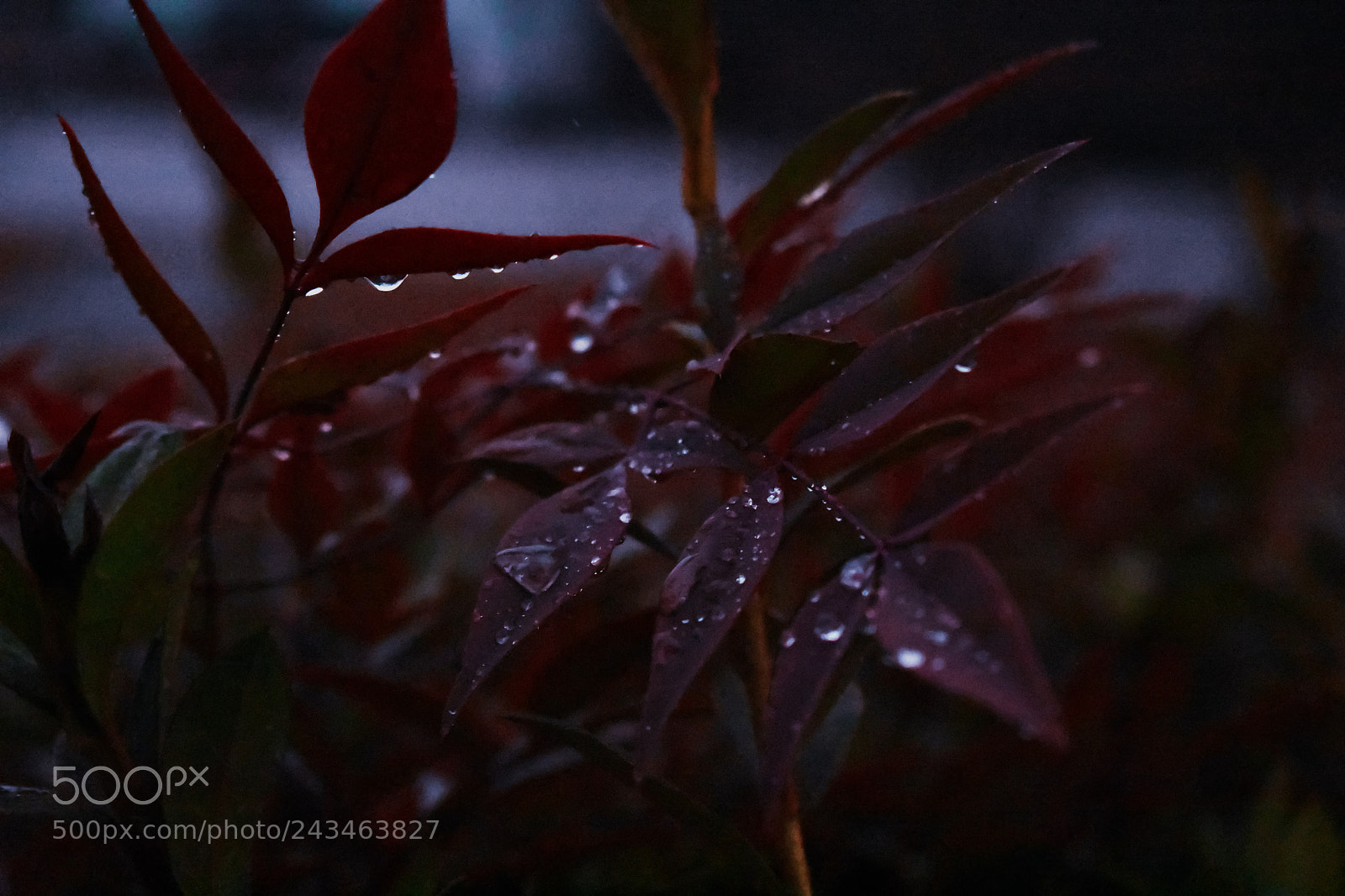 Nikon D3400 sample photo. 27879985979.jpg photography