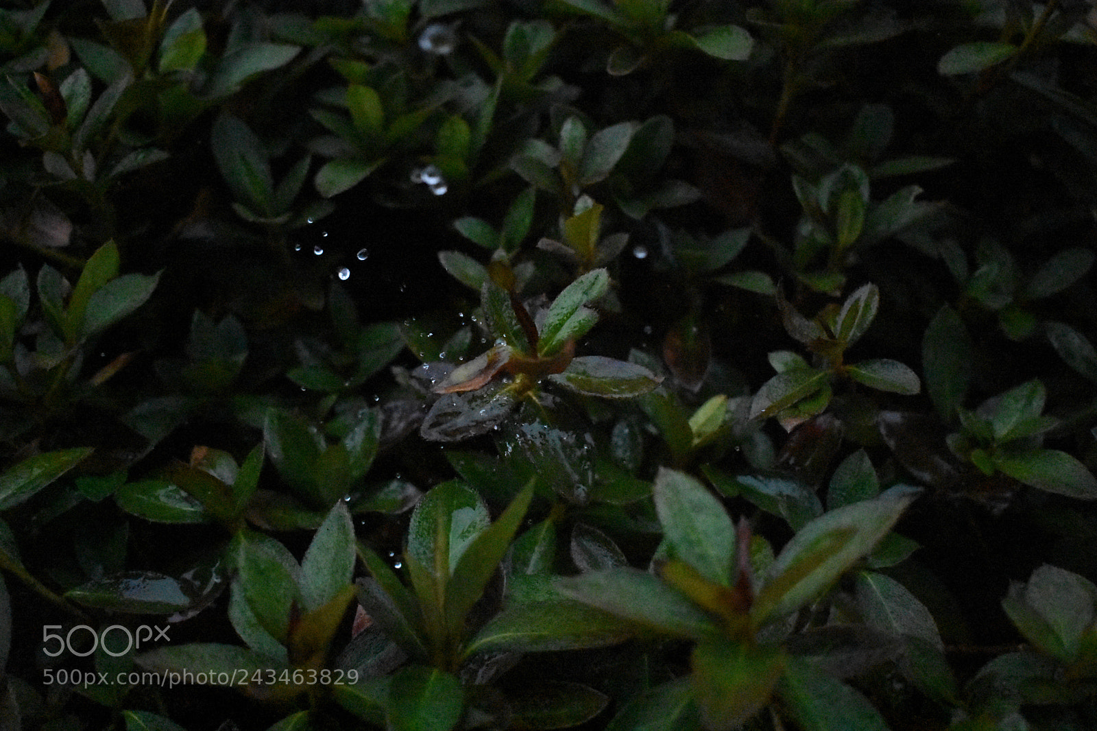Nikon D3400 sample photo. 39658814271.jpg photography