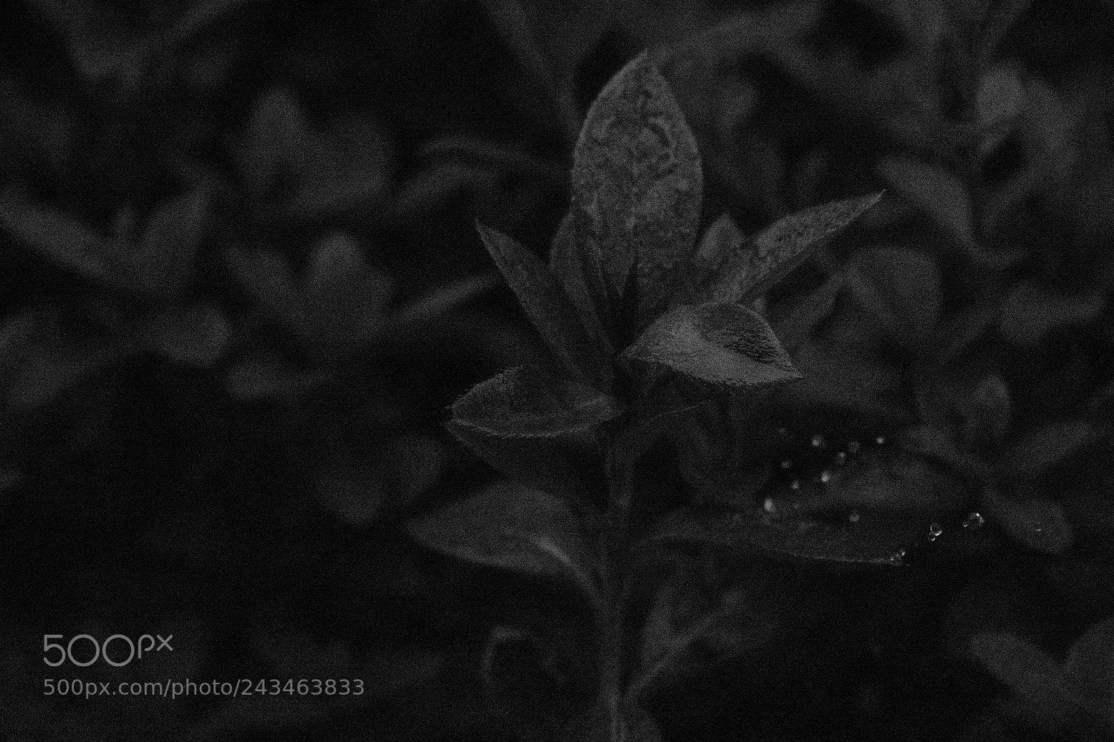 Nikon D3400 sample photo. 39658805621.jpg photography