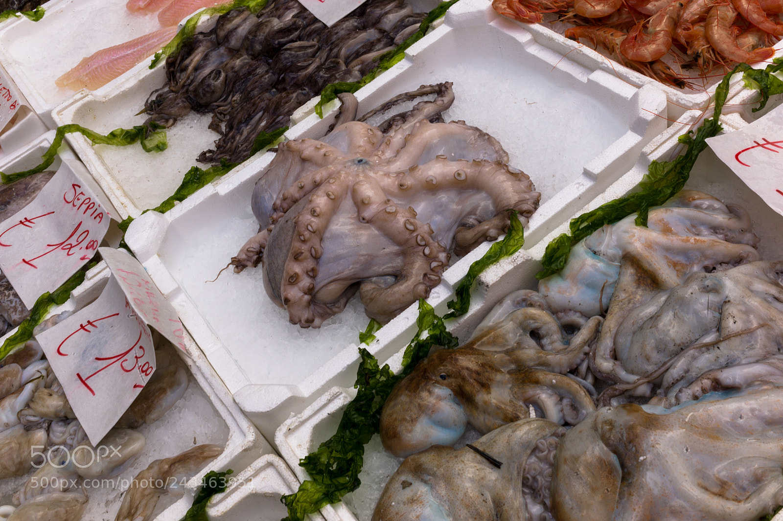 Leica M9 sample photo. Octopus  at market photography