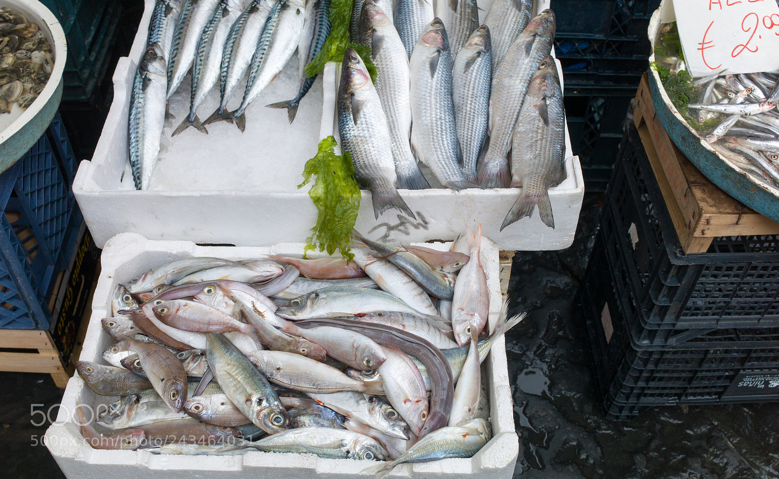 Leica M9 sample photo. Fish exposed in market photography