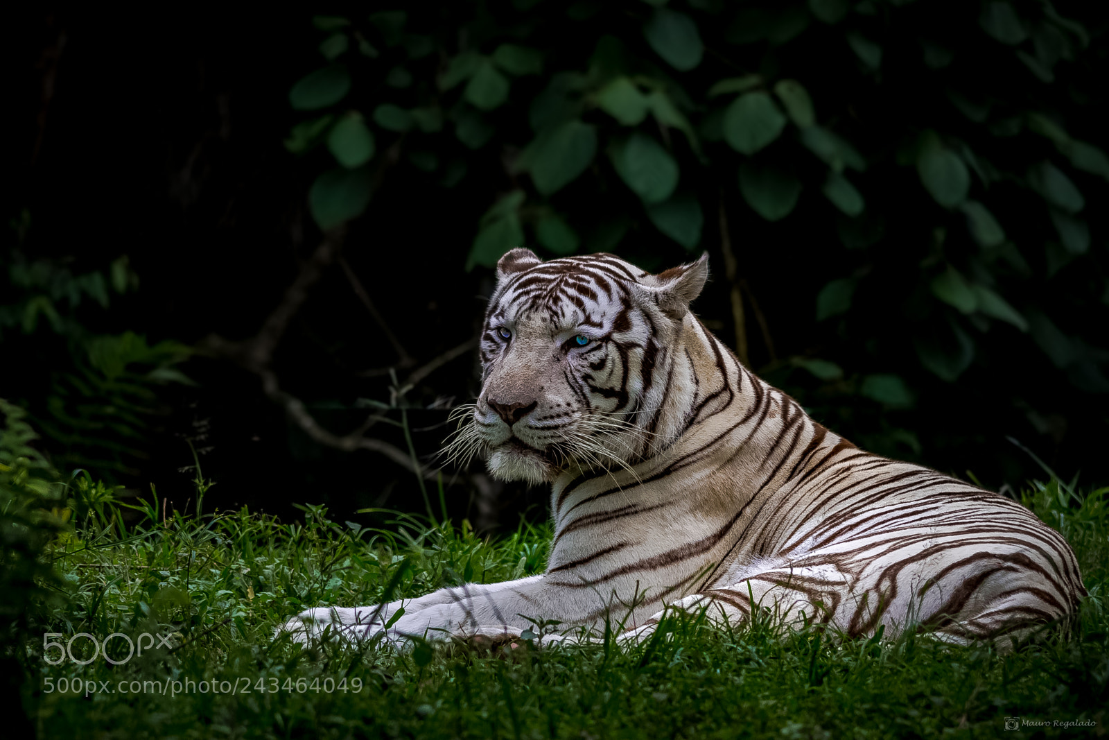 Canon EOS 60D sample photo. Tigre de bengala (branco) photography