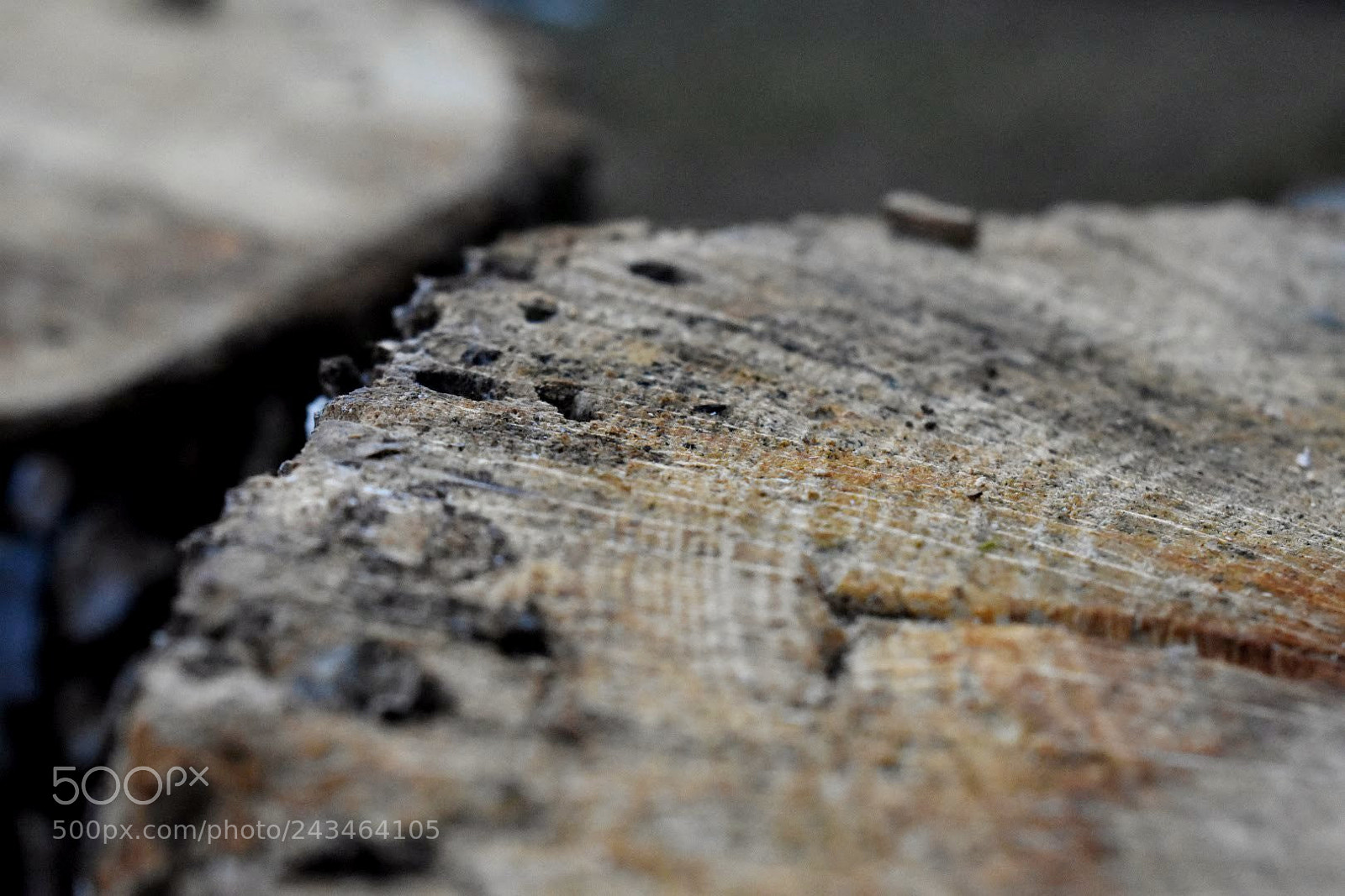Nikon D3400 sample photo. Just a stump photography