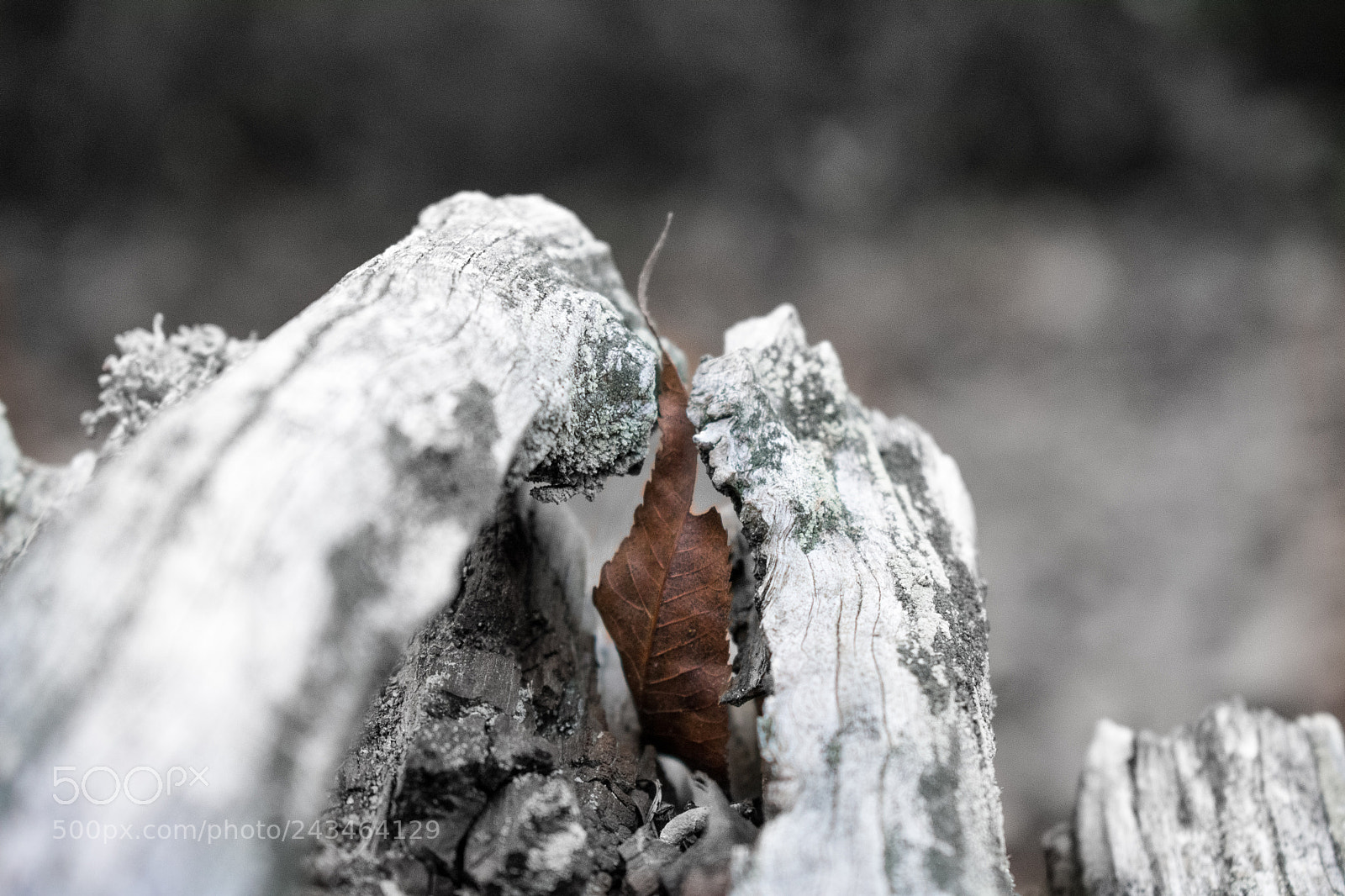 Nikon D3400 sample photo. 38566224115.jpg photography