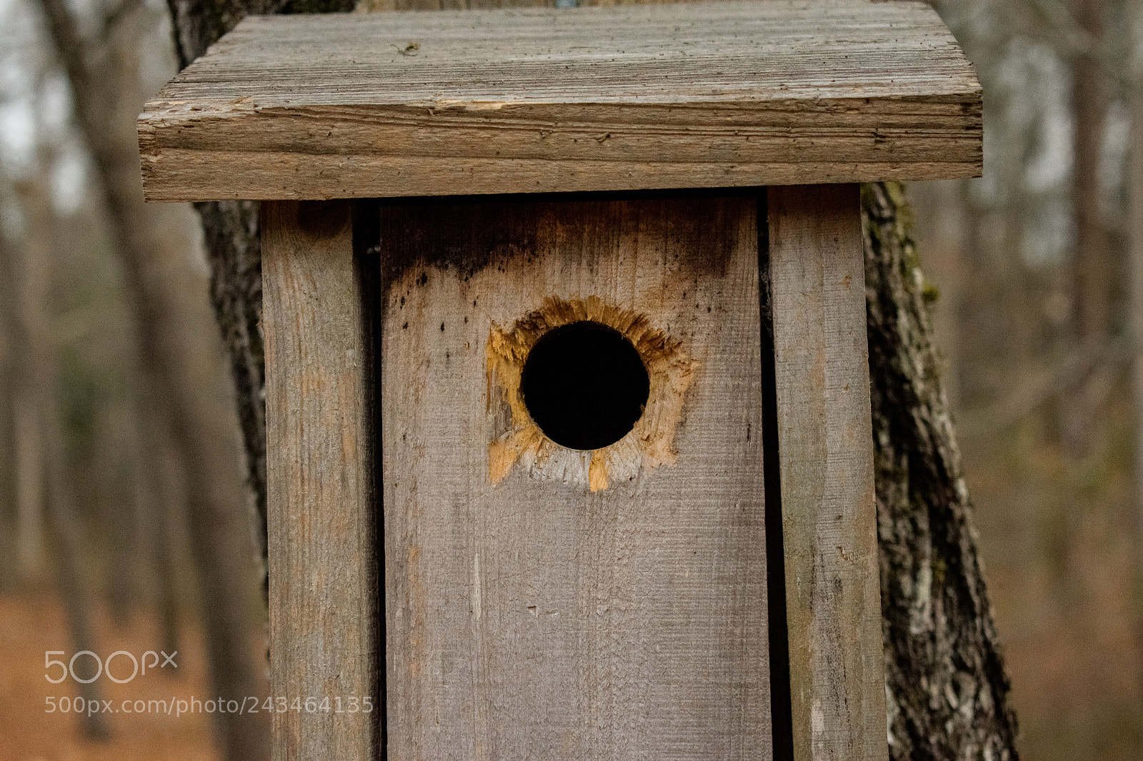 Nikon D3400 sample photo. Birdhouse photography