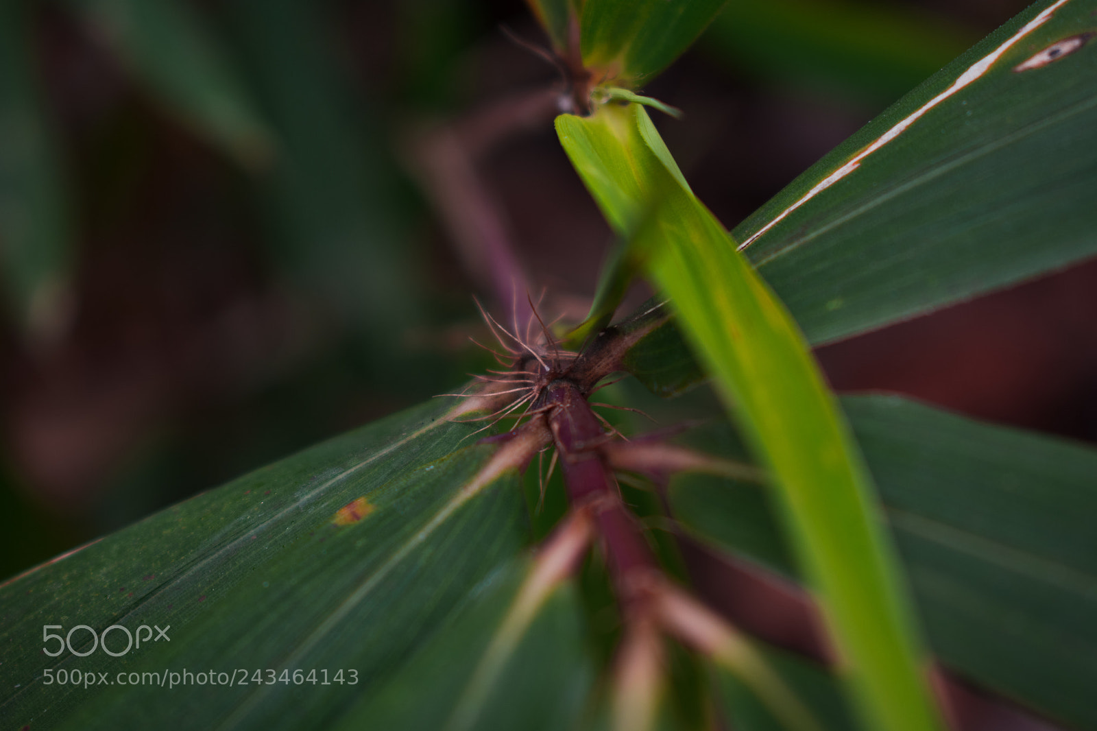 Nikon D3400 sample photo. 24556446147.jpg photography