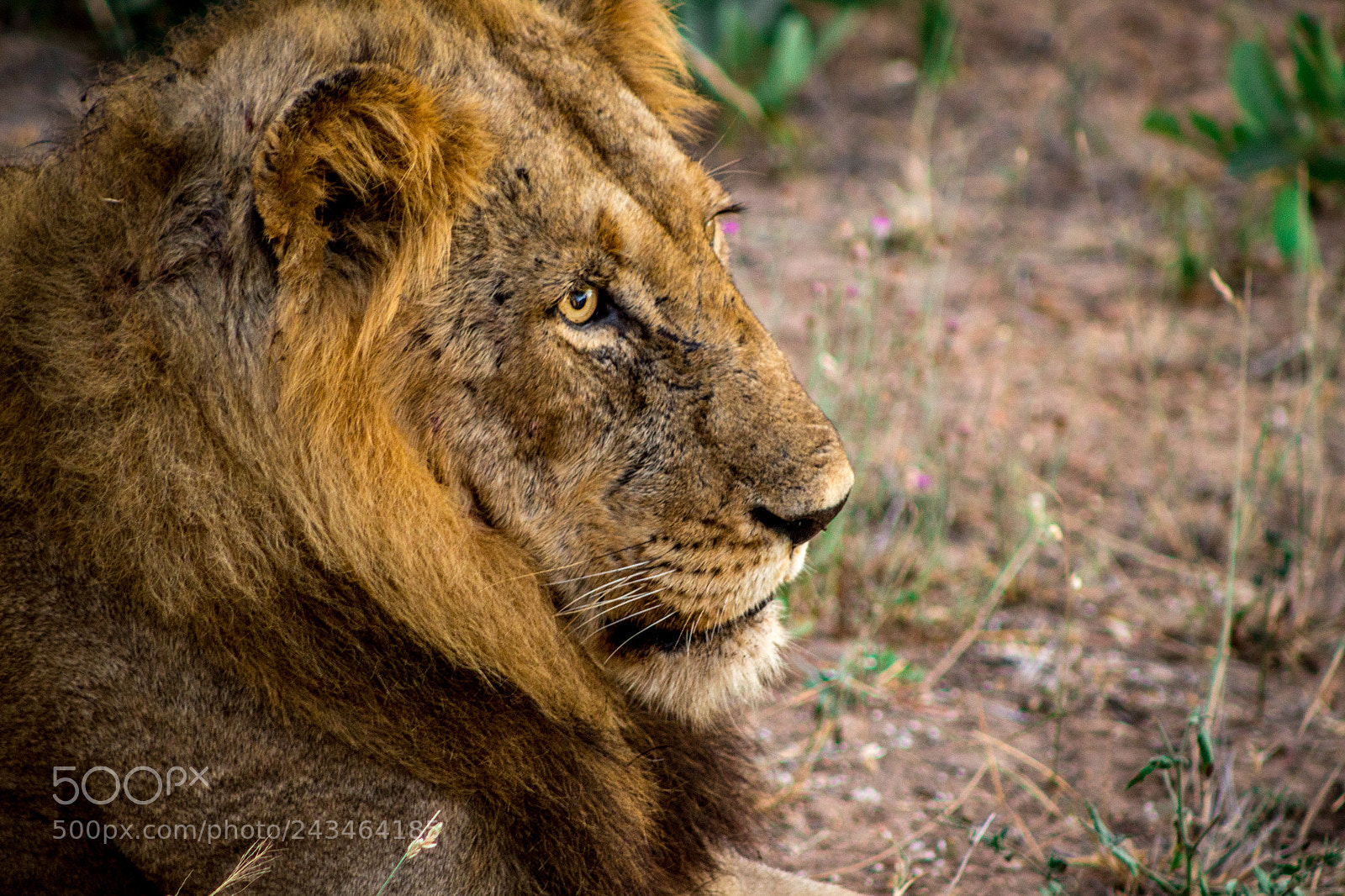 Canon EOS 100D (EOS Rebel SL1 / EOS Kiss X7) sample photo. Lion in kruger park photography