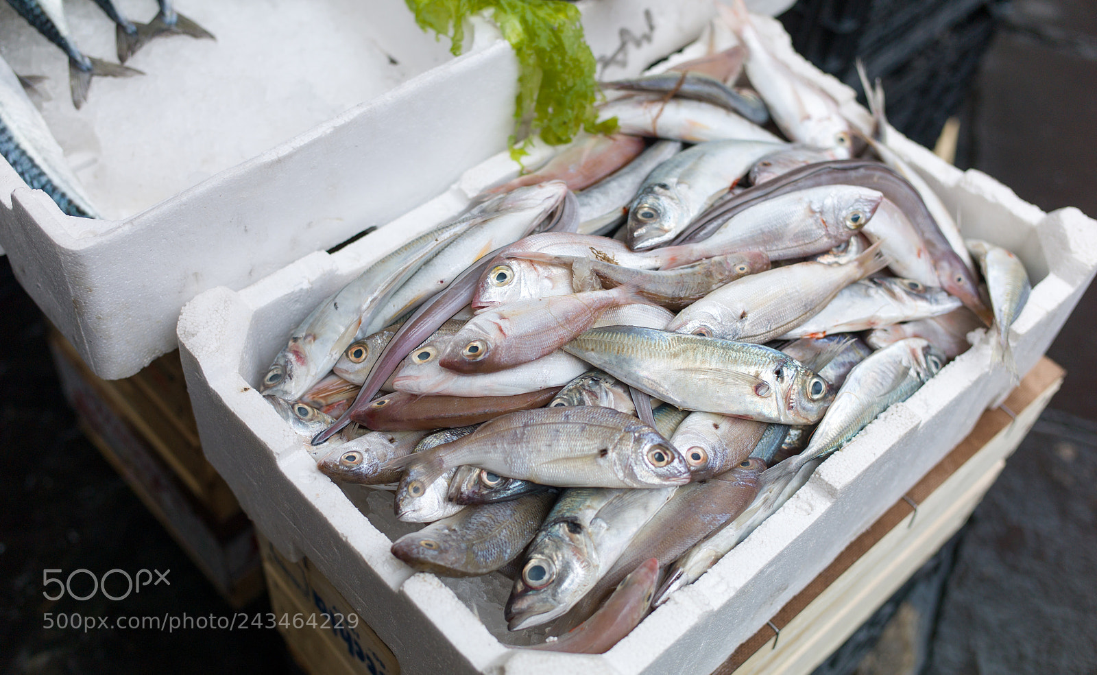 Leica M9 sample photo. Fish exposed in market photography