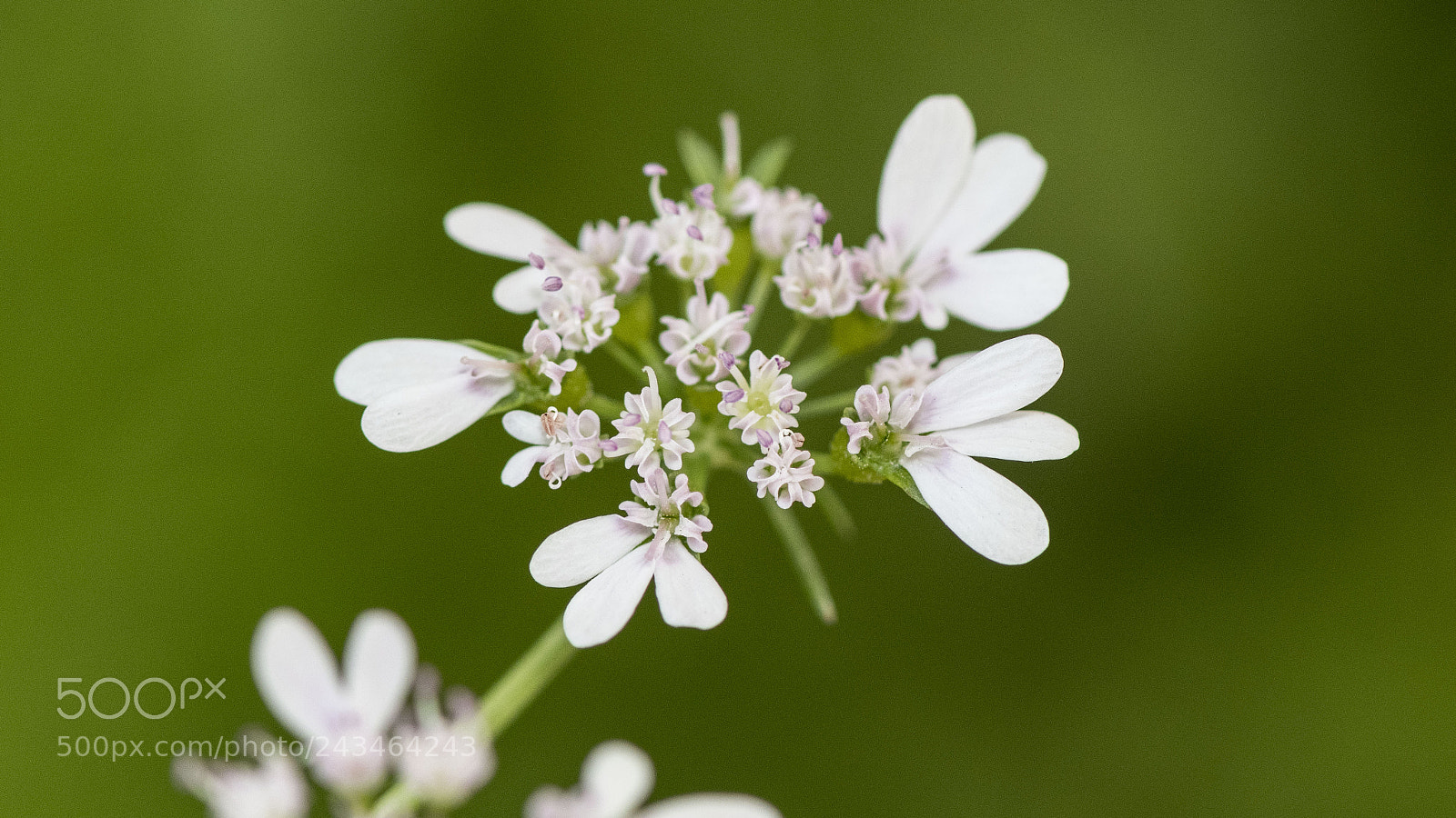 Nikon D500 sample photo. Flower photography