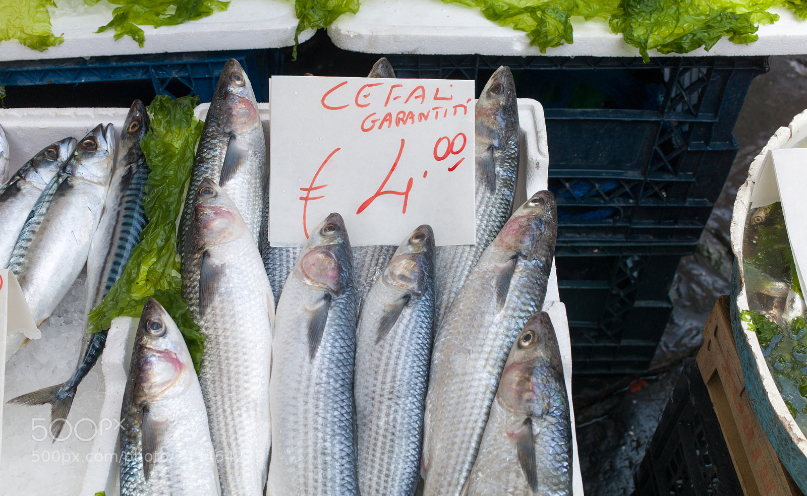 Leica M9 sample photo. Fish exposed in market photography