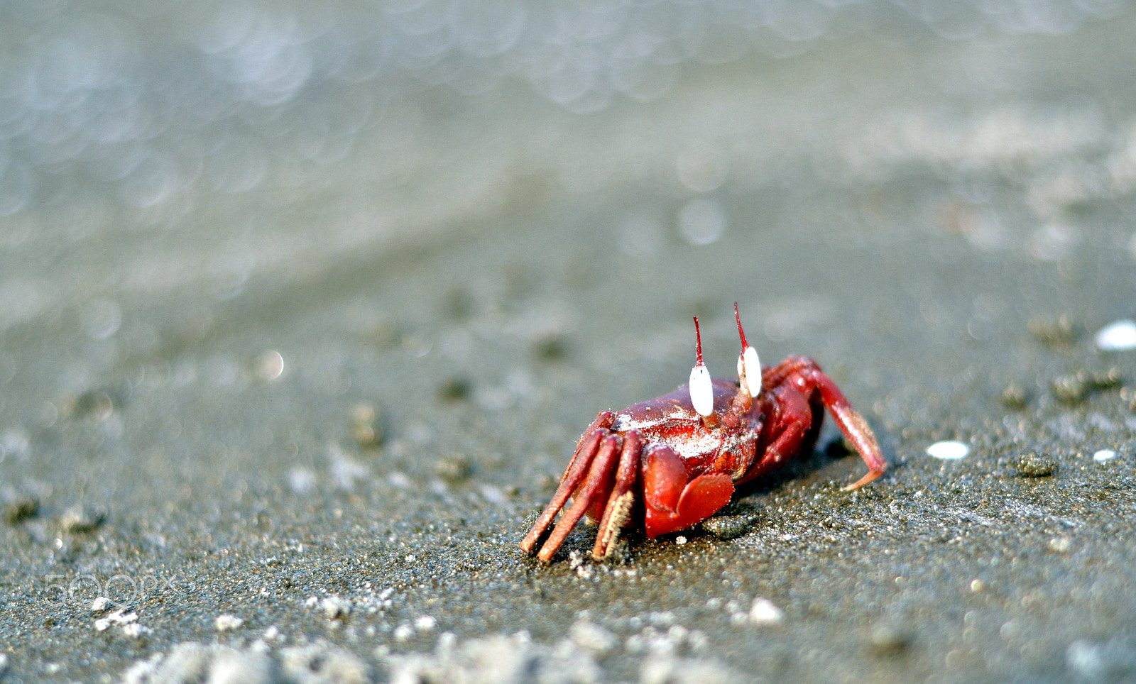 Nikon D7000 + Nikon AF Nikkor 50mm F1.8D sample photo. The red-rush on a morning shore photography