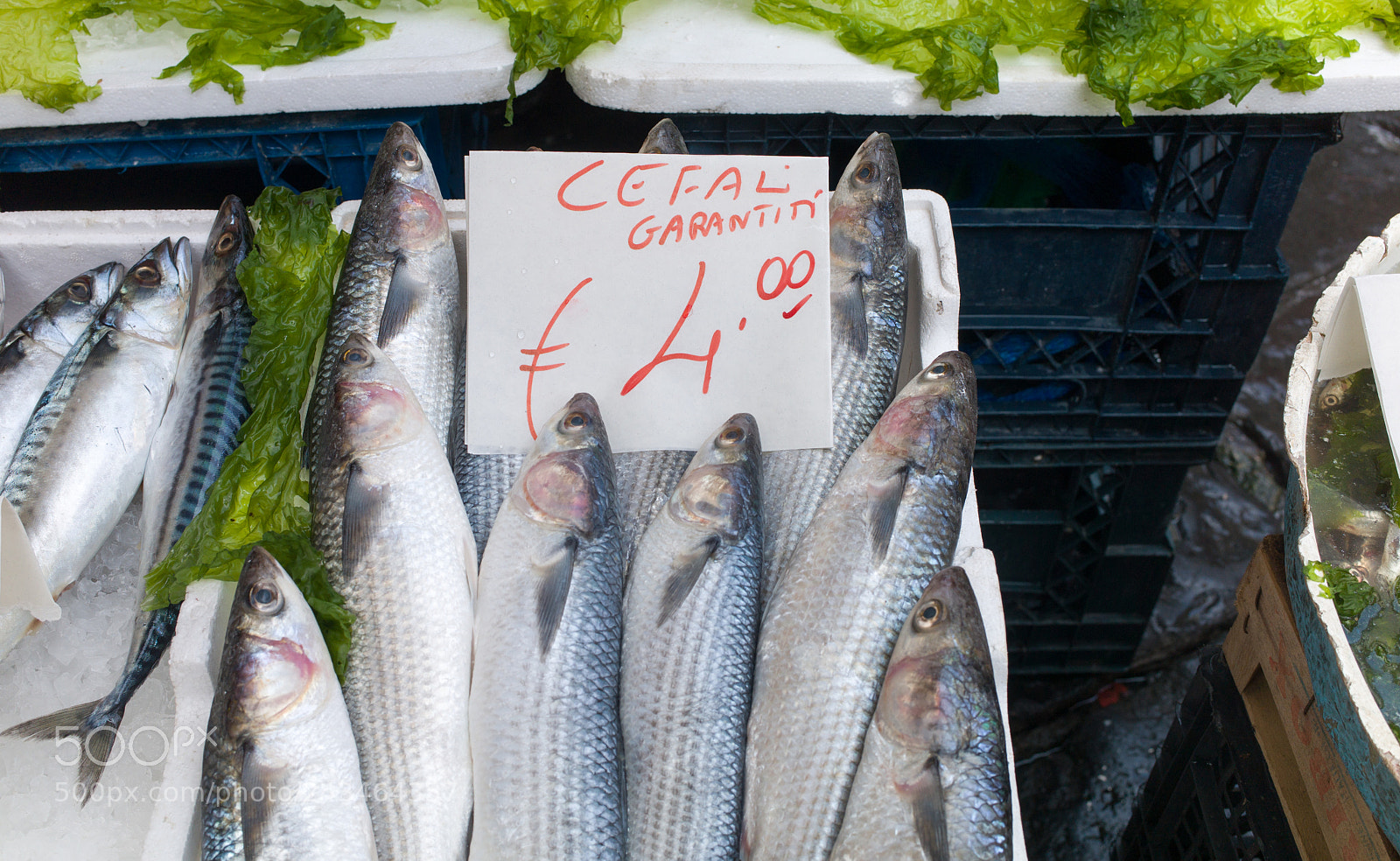 Leica M9 sample photo. Fish exposed in market photography