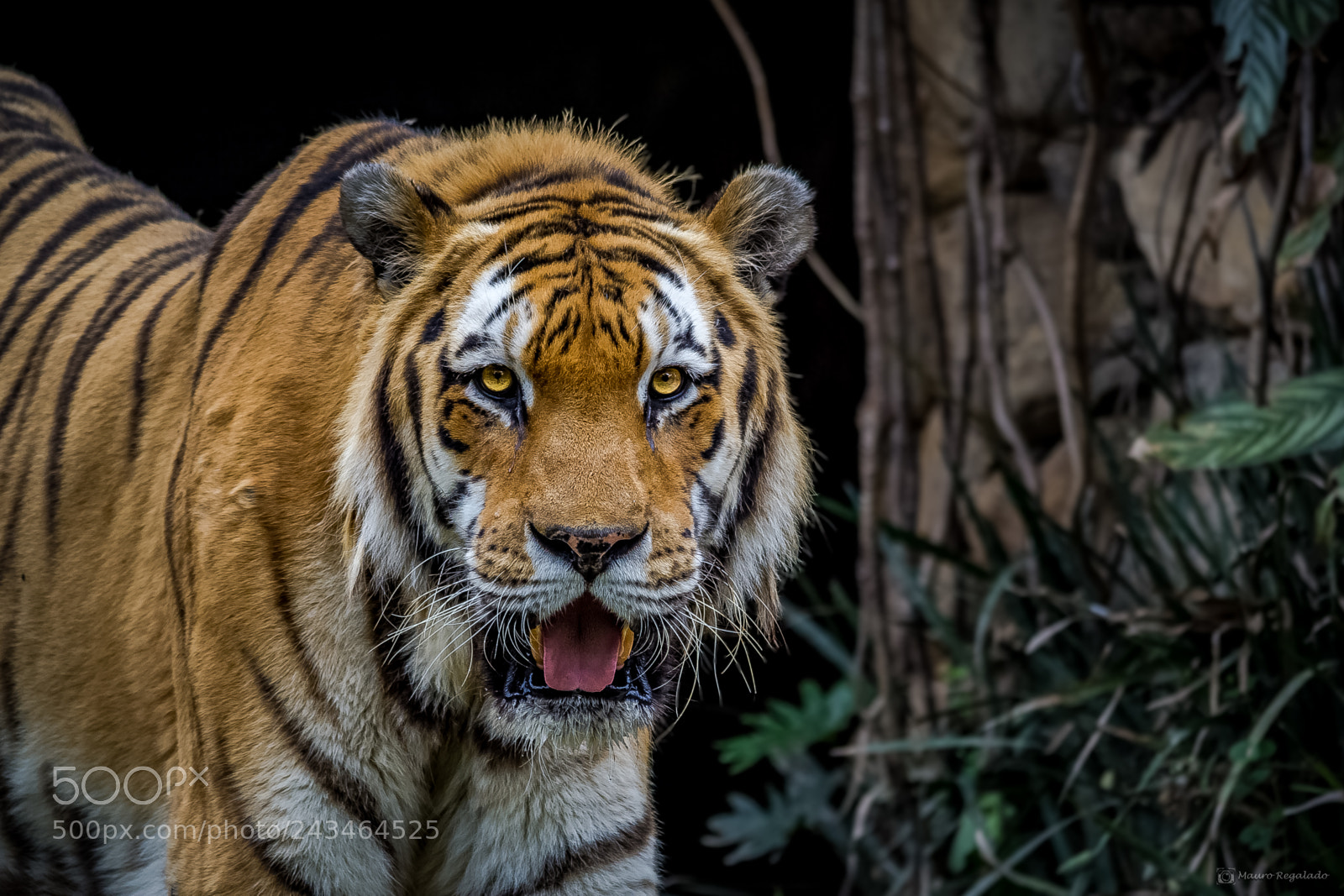 Canon EOS 60D sample photo. Tigre siberiano photography