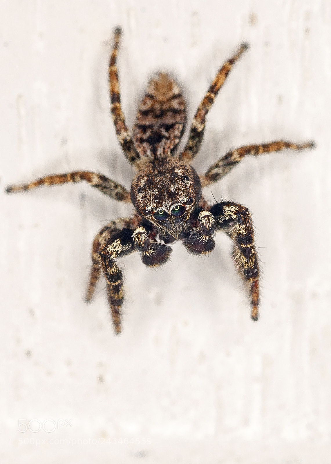 Nikon D90 sample photo. Spider photography
