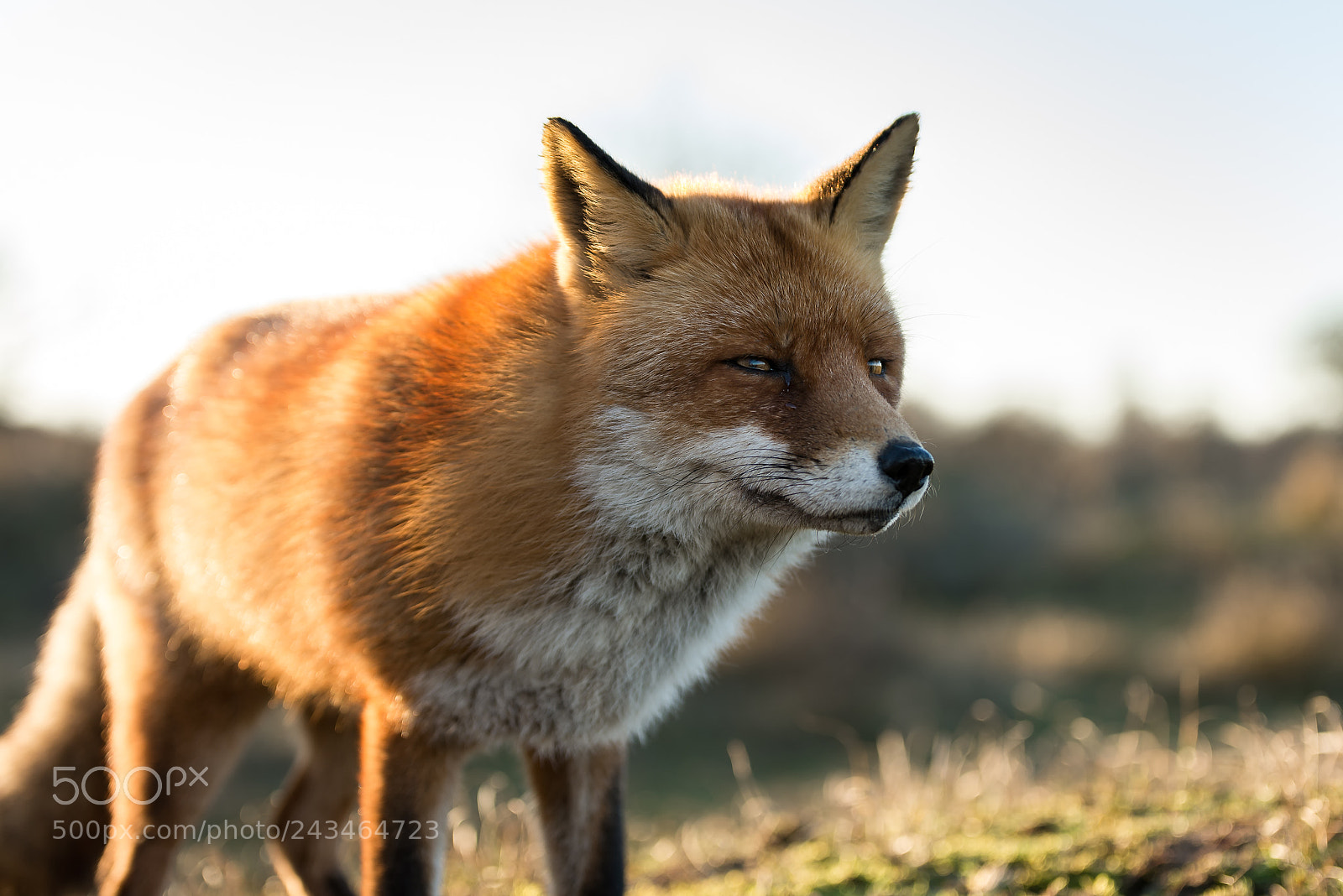 Nikon D610 sample photo. Fox photography