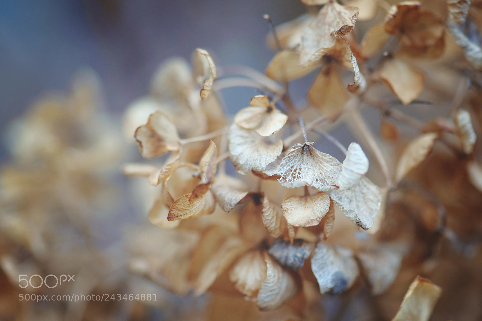 Nikon D700 sample photo. Hydrangea in winter photography