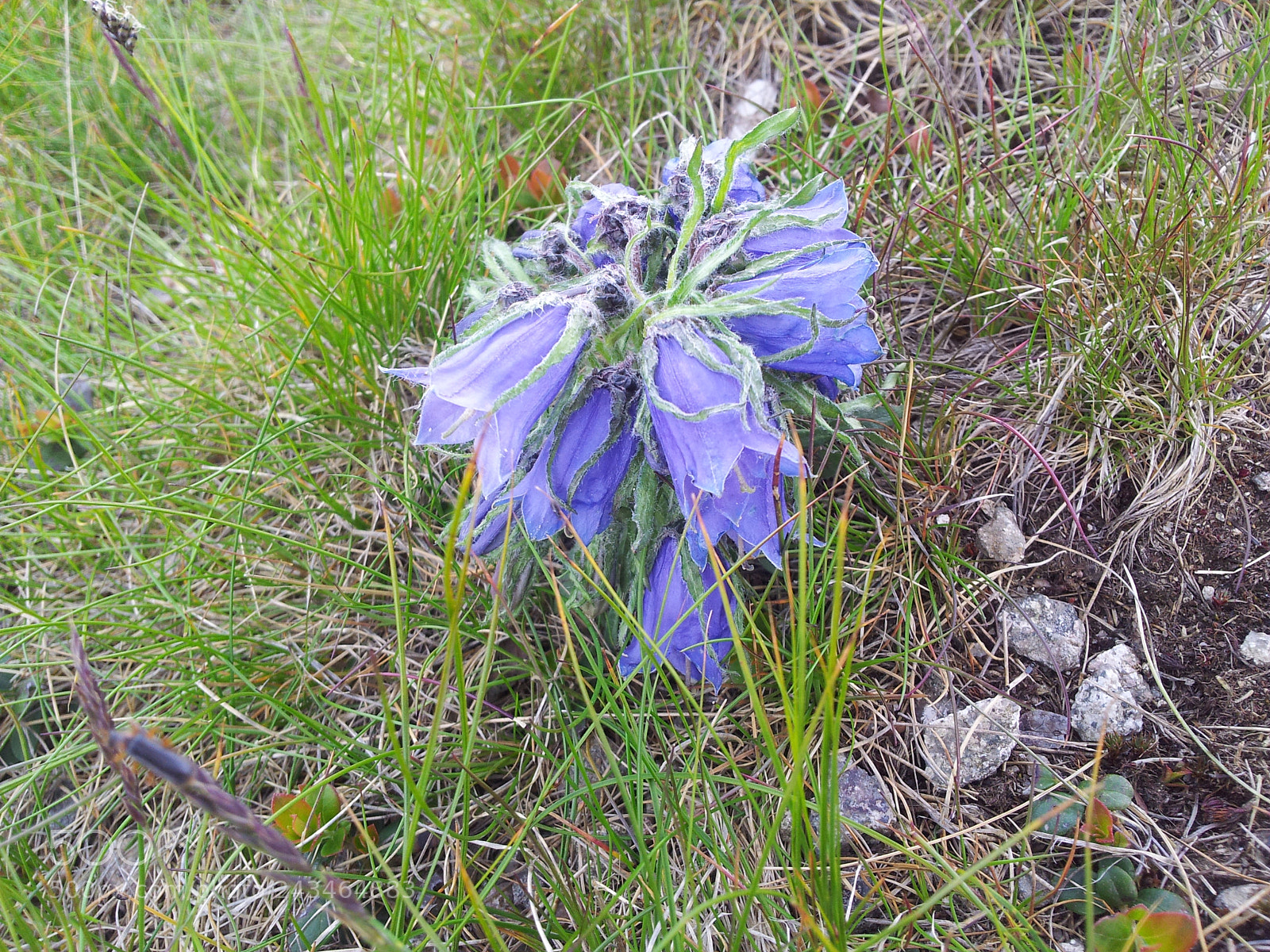 Samsung Galaxy S2 sample photo. Untitled photography