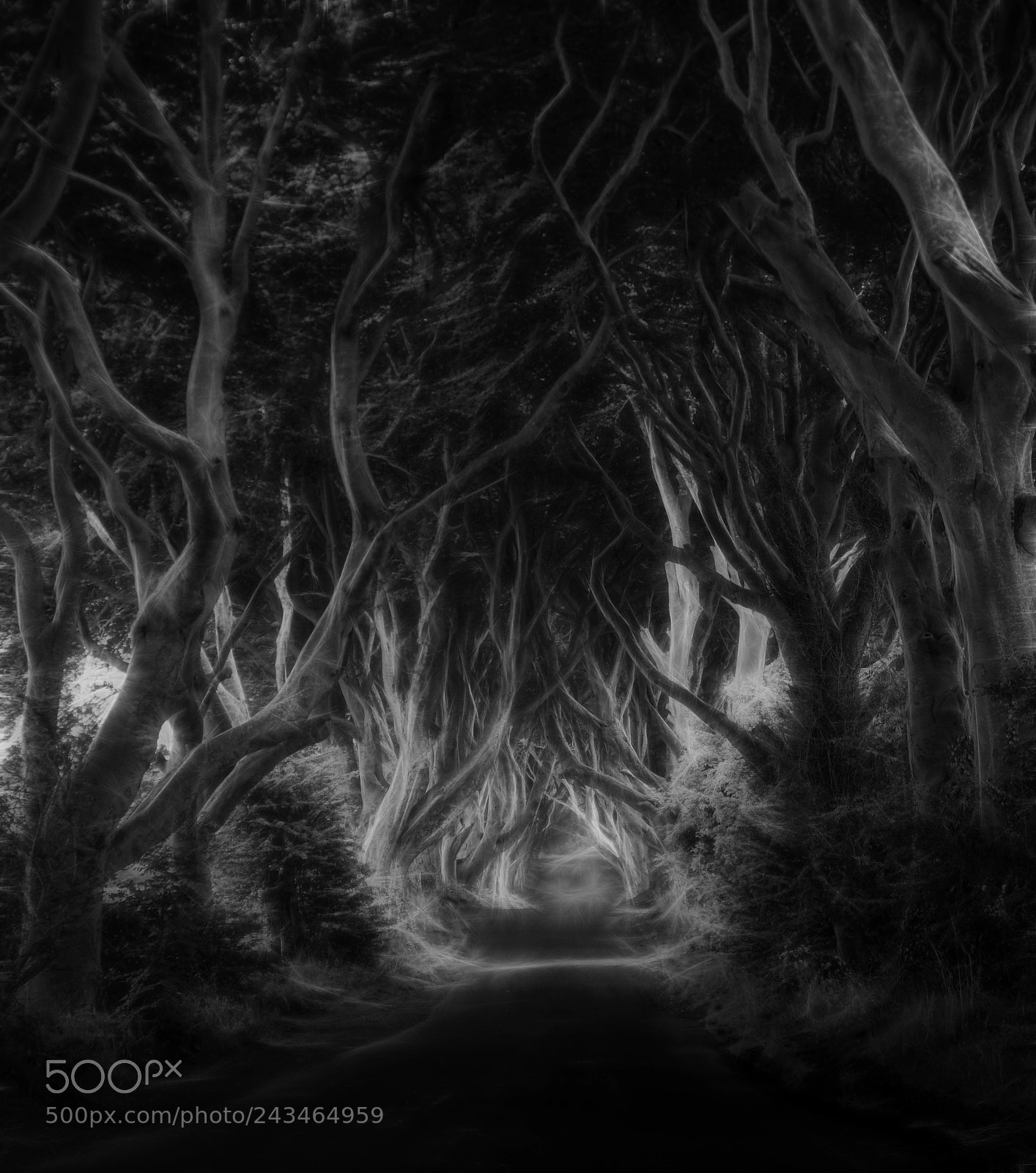 Samsung NX1 sample photo. Dark hedges photography