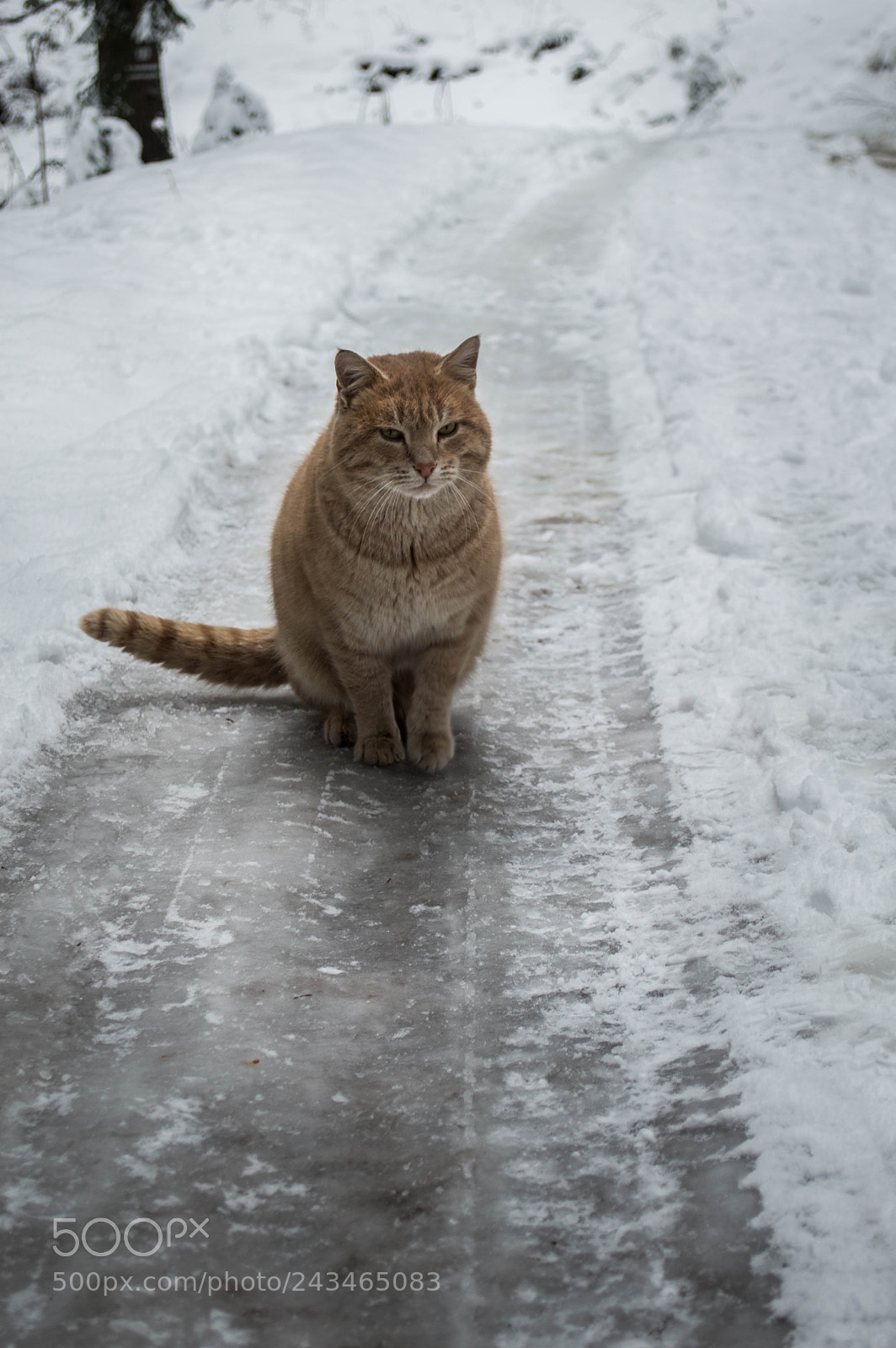 Nikon D3200 sample photo. Snowcat photography