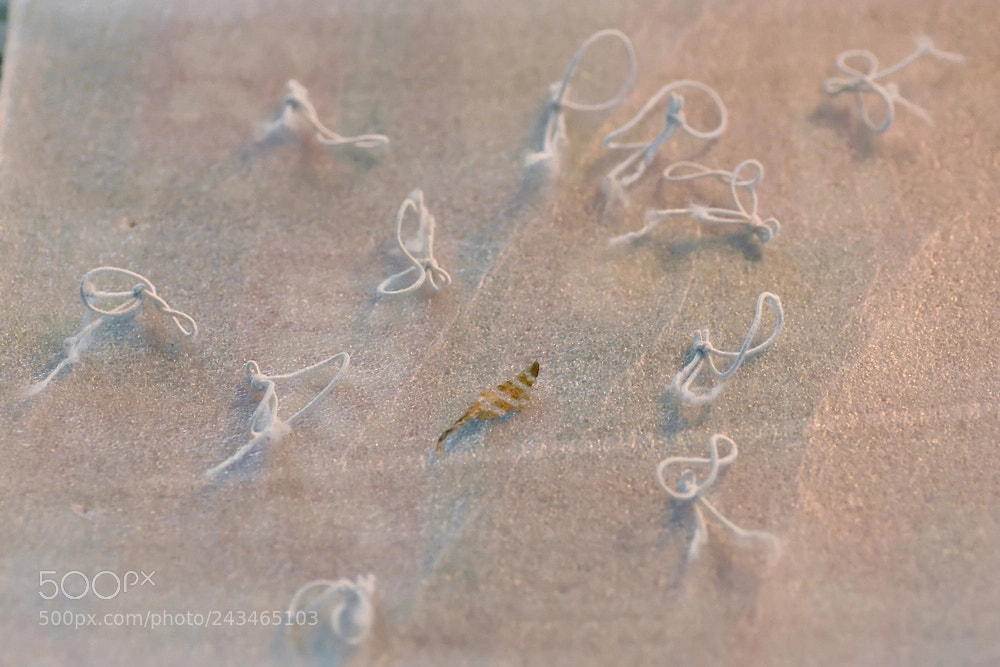 Nikon D7200 sample photo. Tiny leaf i photography