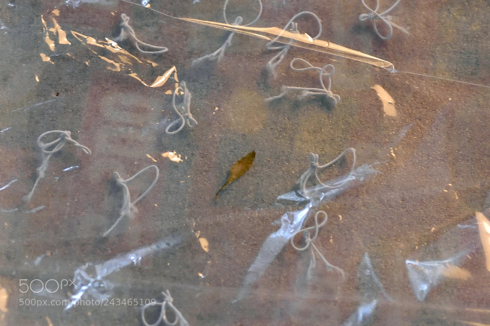 Nikon D7200 sample photo. Tiny leaf iii photography