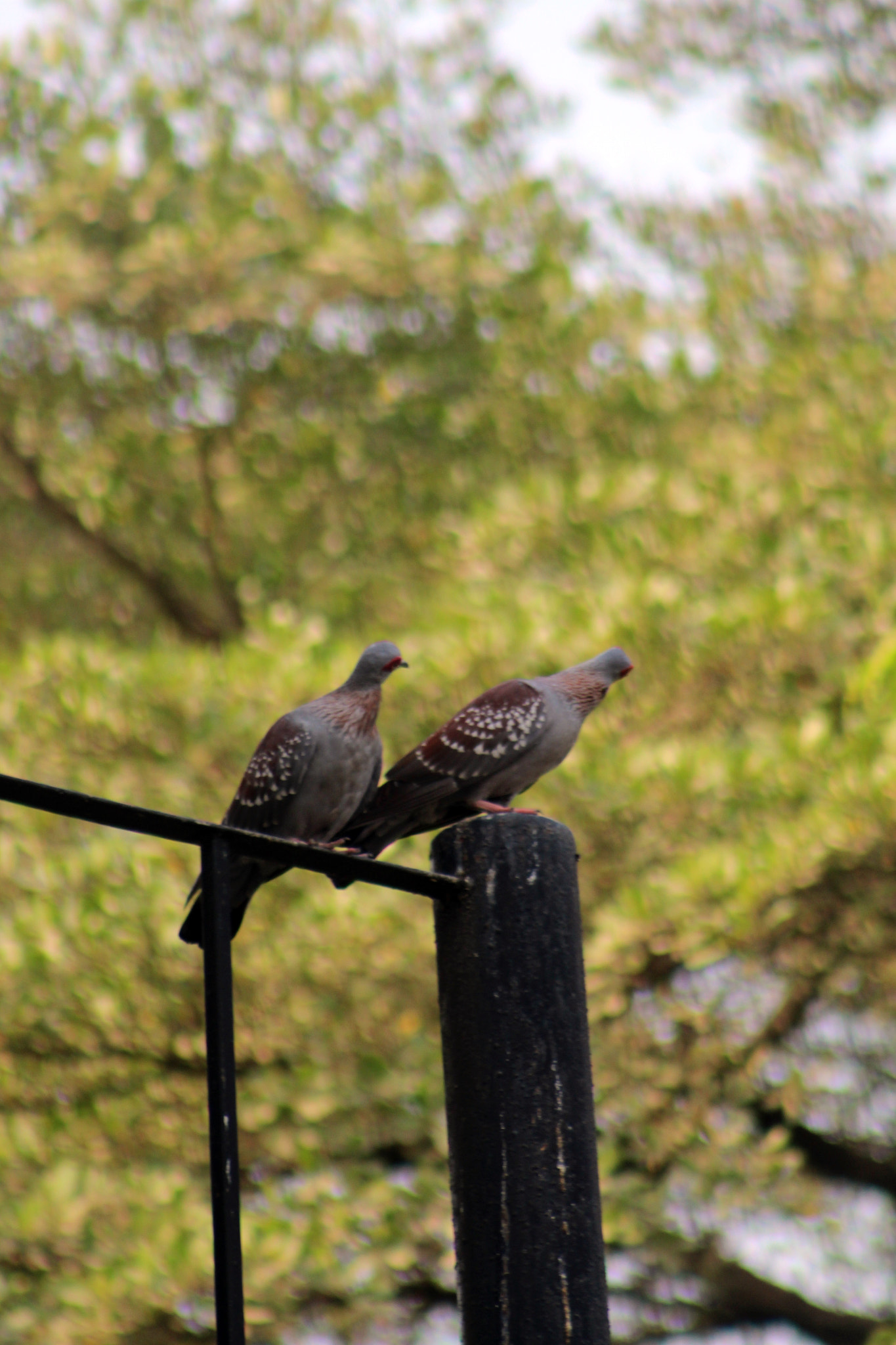 Canon EOS 1300D (EOS Rebel T6 / EOS Kiss X80) + EF75-300mm f/4-5.6 sample photo. Curious pigeon photography