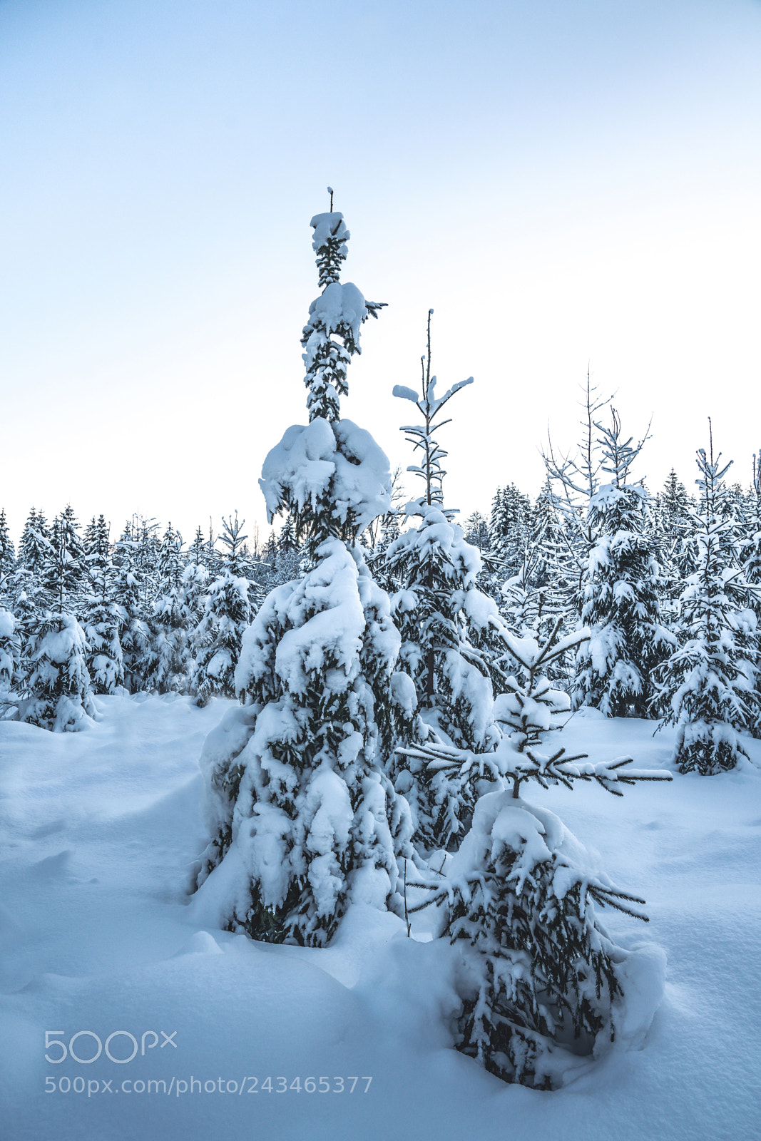 Sony a7R III sample photo. Winter forest photography