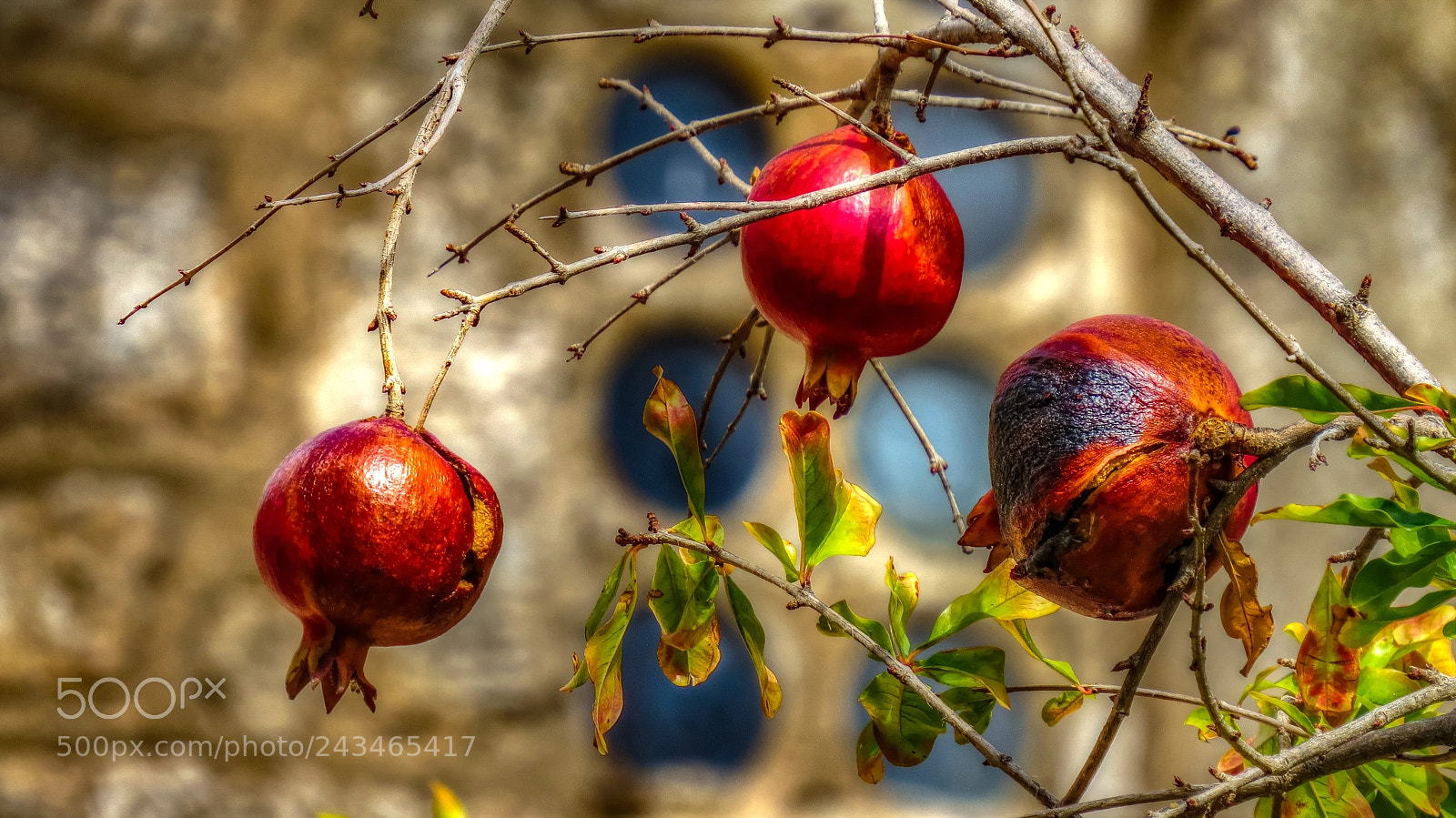 Canon PowerShot SX50 HS sample photo. Pomegranates photography