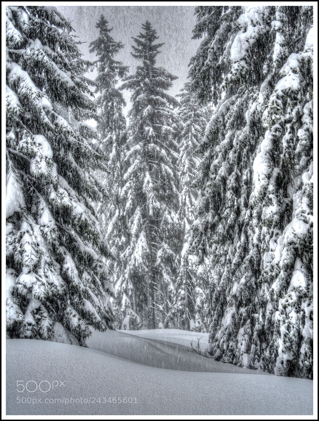 Nikon Coolpix P7700 sample photo. Im tannenwald photography