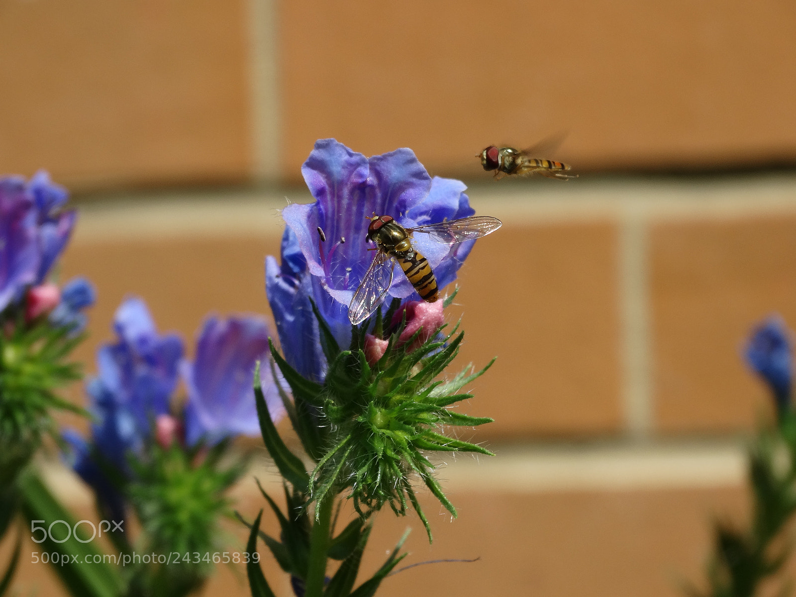 Sony Cyber-shot DSC-HX300 sample photo. Tasting the plants photography