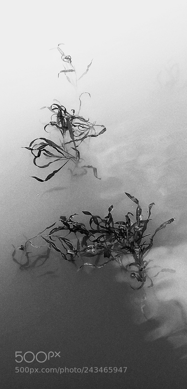 Motorola XT1650 sample photo. Aquatic foliage photography
