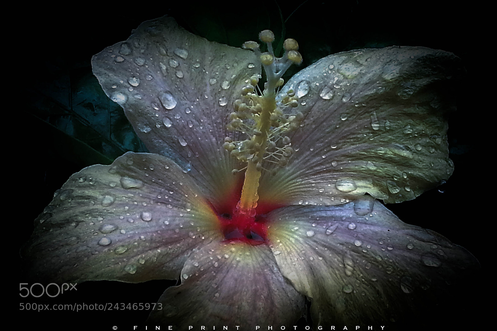 Samsung Galaxy S3 sample photo. “rainbow hibiscus” (2013) photography