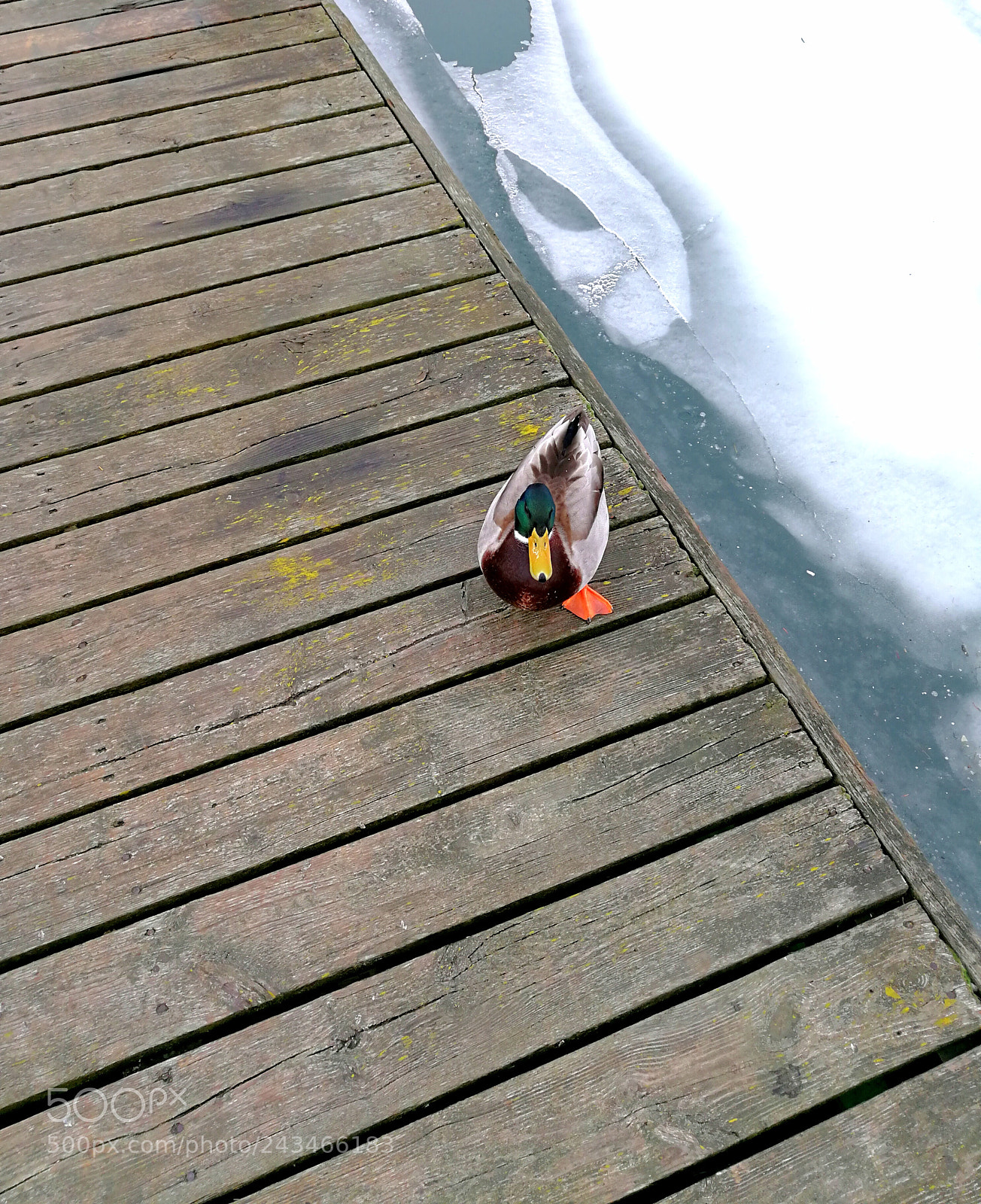 HUAWEI P10 Plus sample photo. My favorite duck photography