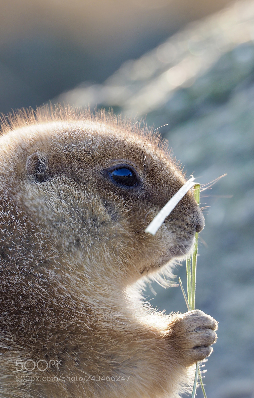 Olympus OM-D E-M10 II sample photo. Prairie dog photography