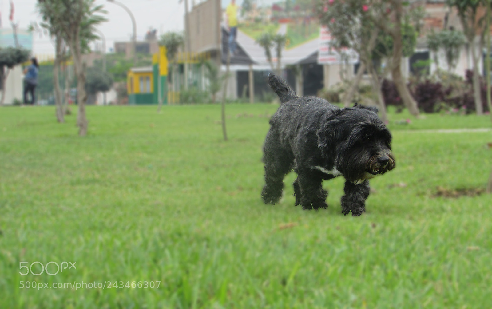 Canon PowerShot SX400 IS sample photo. Let's take a walk! photography