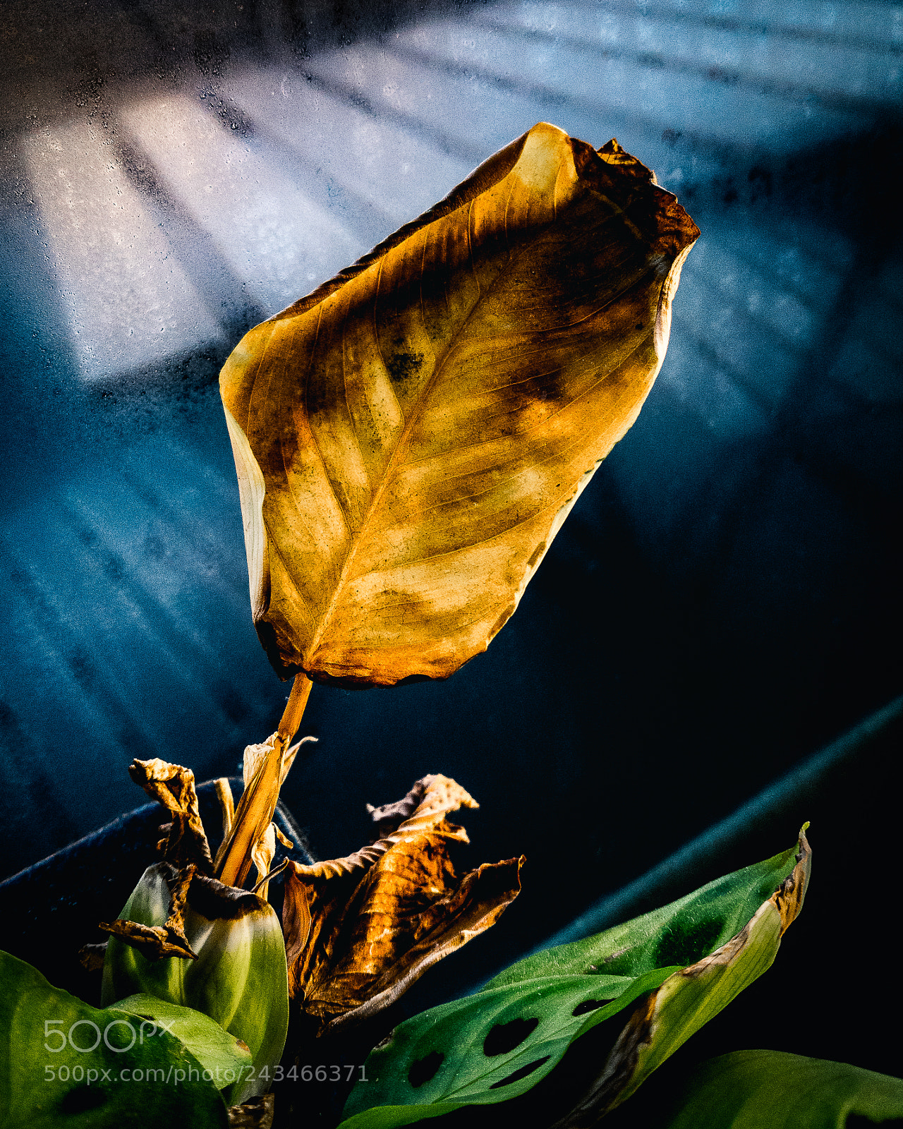 Samsung Galaxy S7 sample photo. Brown leaf photography