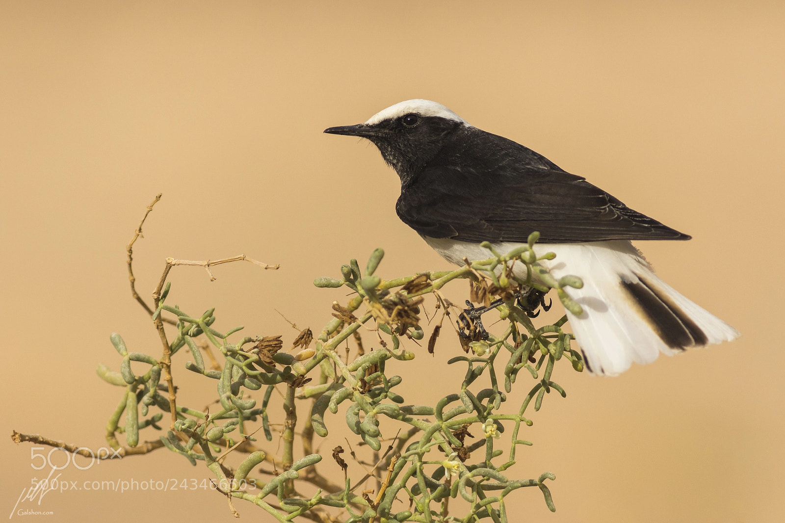 Canon EOS 7D Mark II sample photo. Hooded wheatear photography