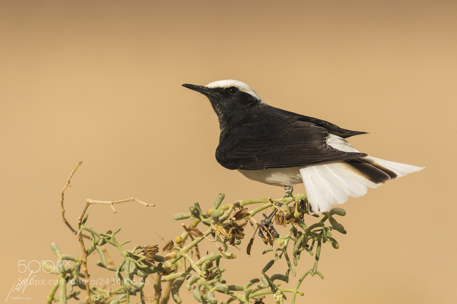 Canon EOS 7D Mark II sample photo. Hooded wheatear photography