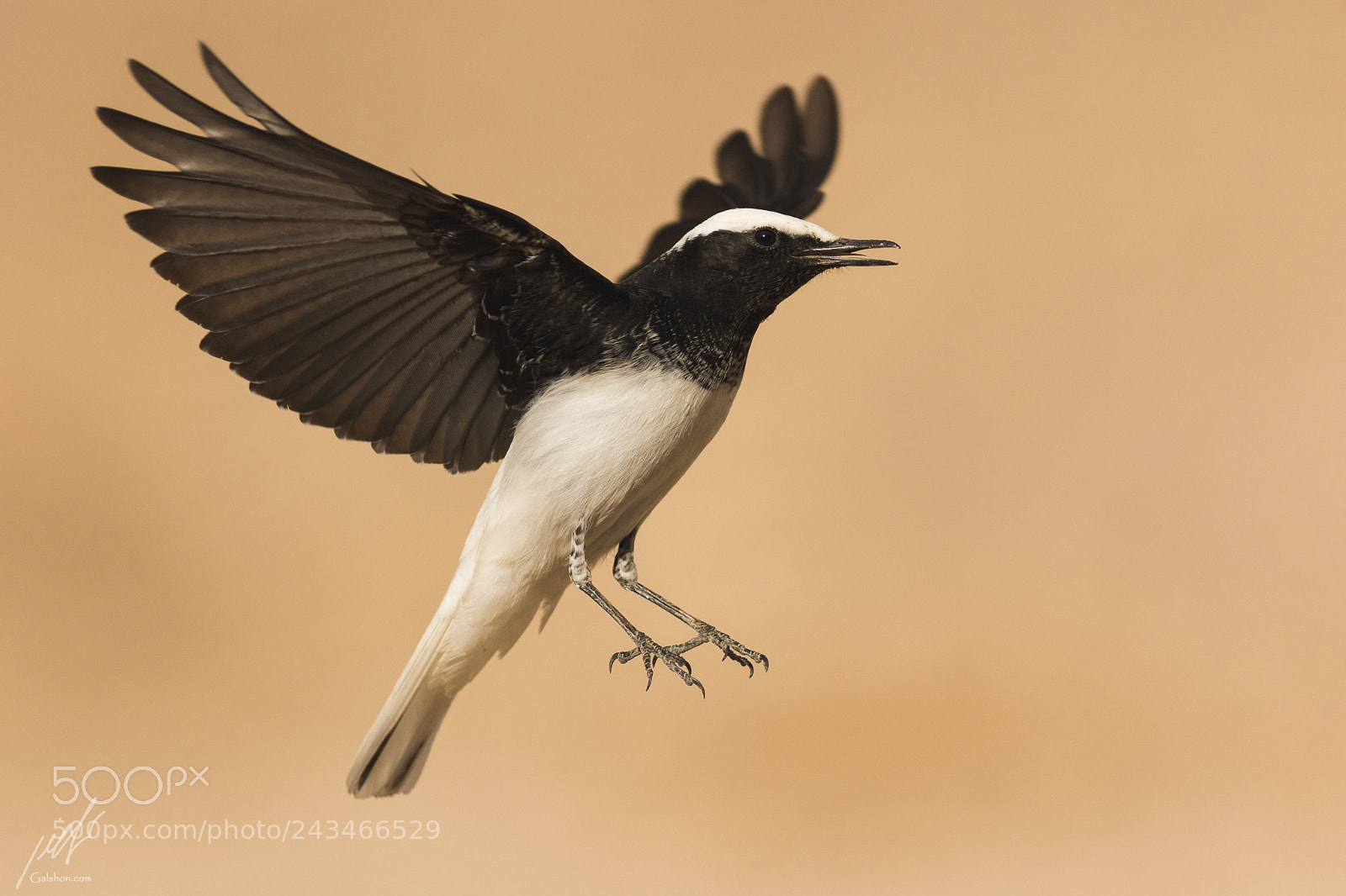 Canon EOS 7D Mark II sample photo. Hooded wheatear photography