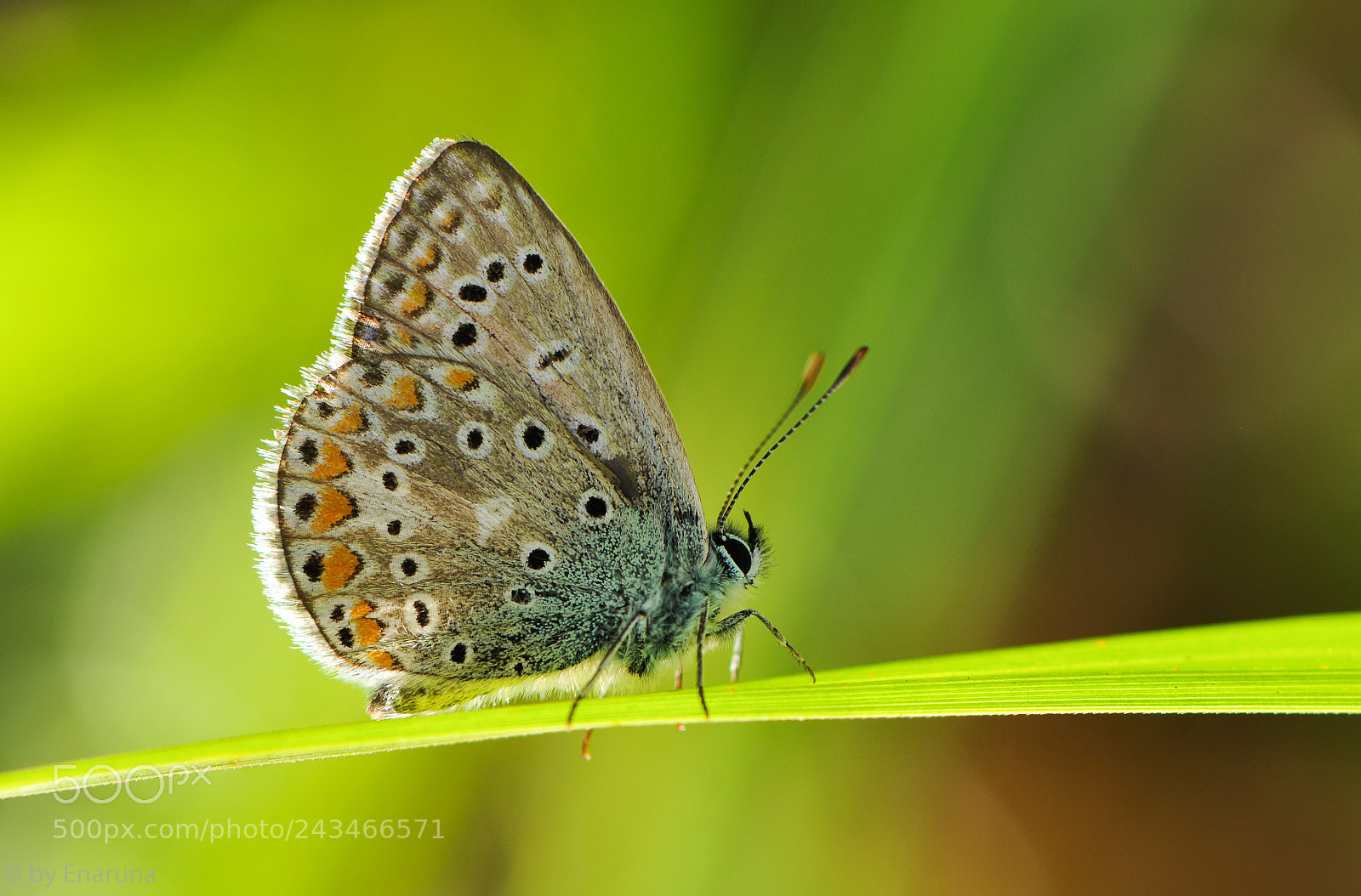 Nikon D300S sample photo. Gossamer-winged butterfly photography